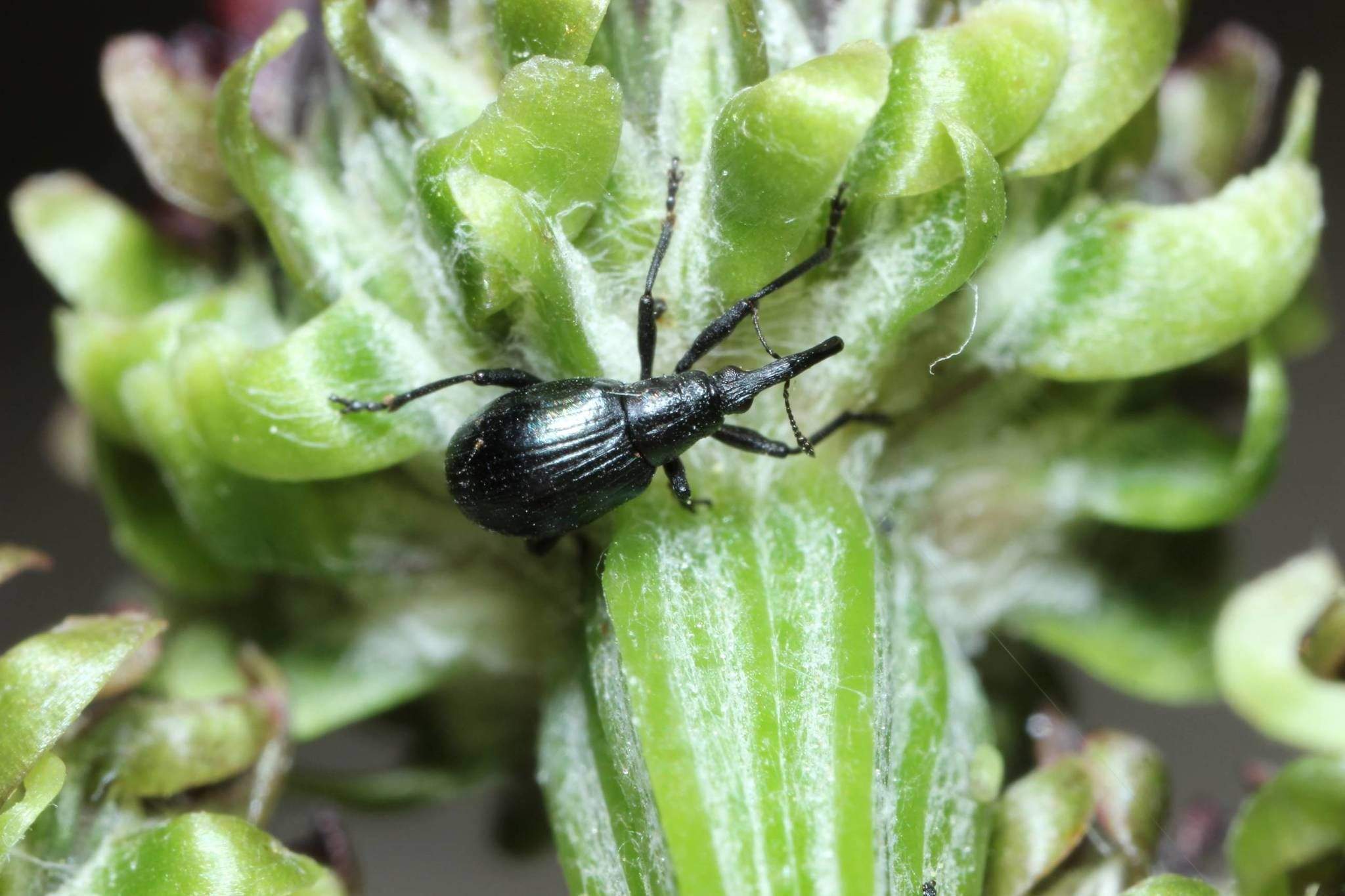 Piezotrachelus