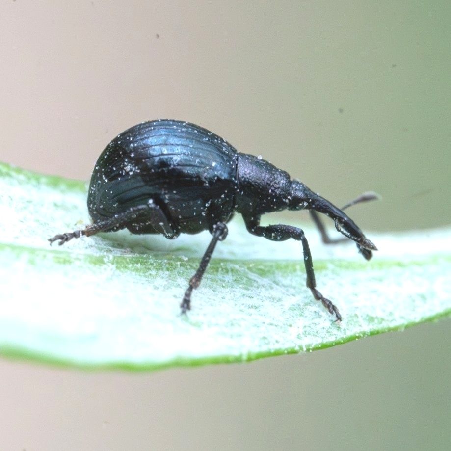 Piezotrachelus