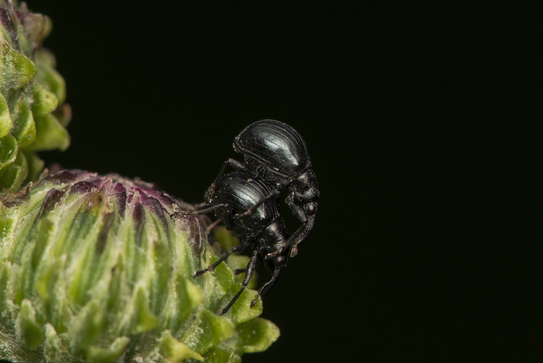 Piezotrachelus