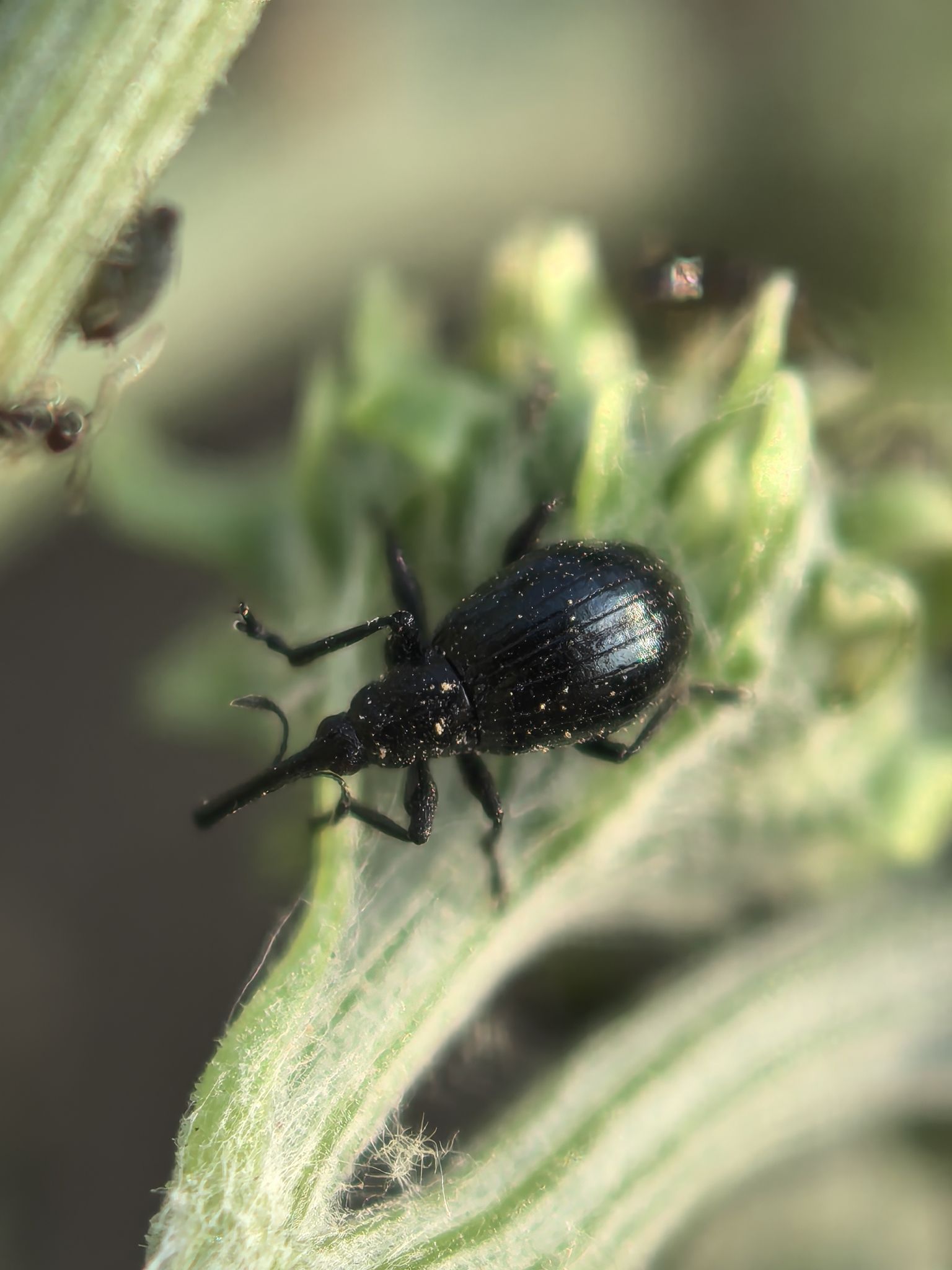 Piezotrachelus