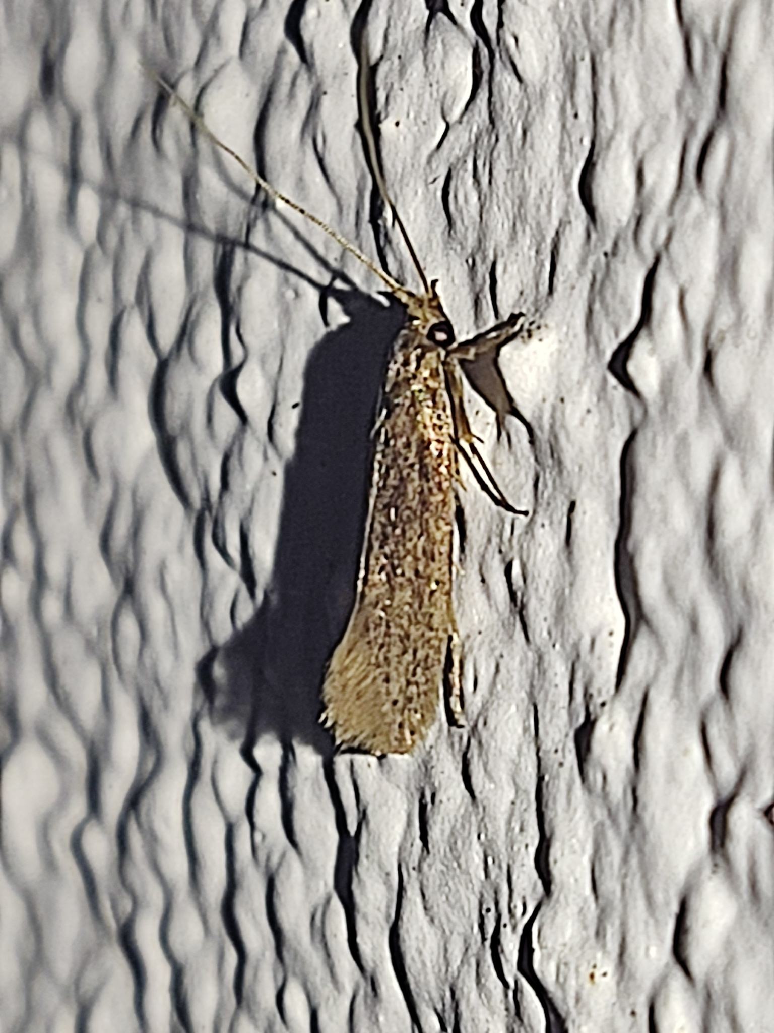 Opogona sacchari