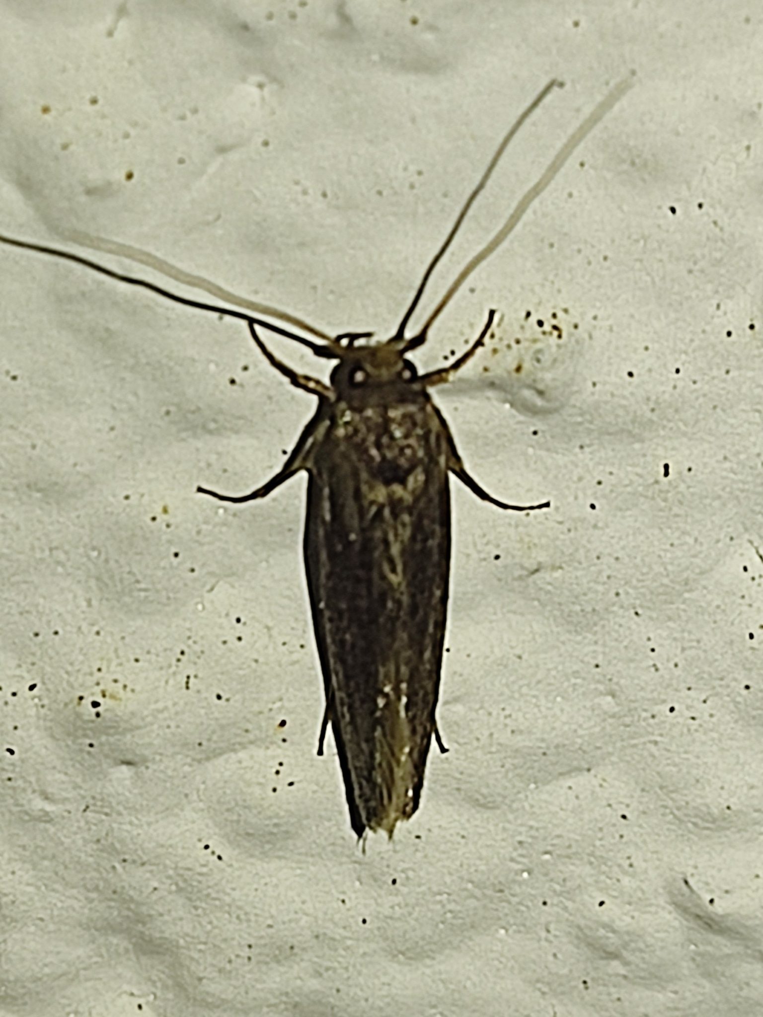 Opogona sacchari