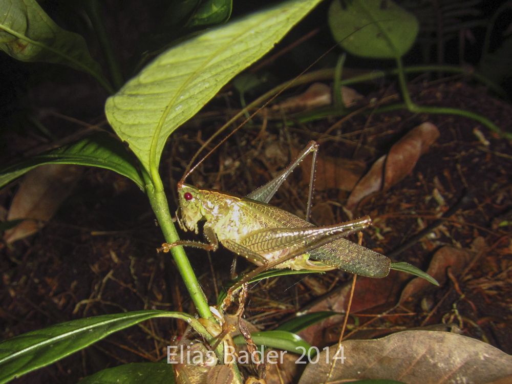 Subria