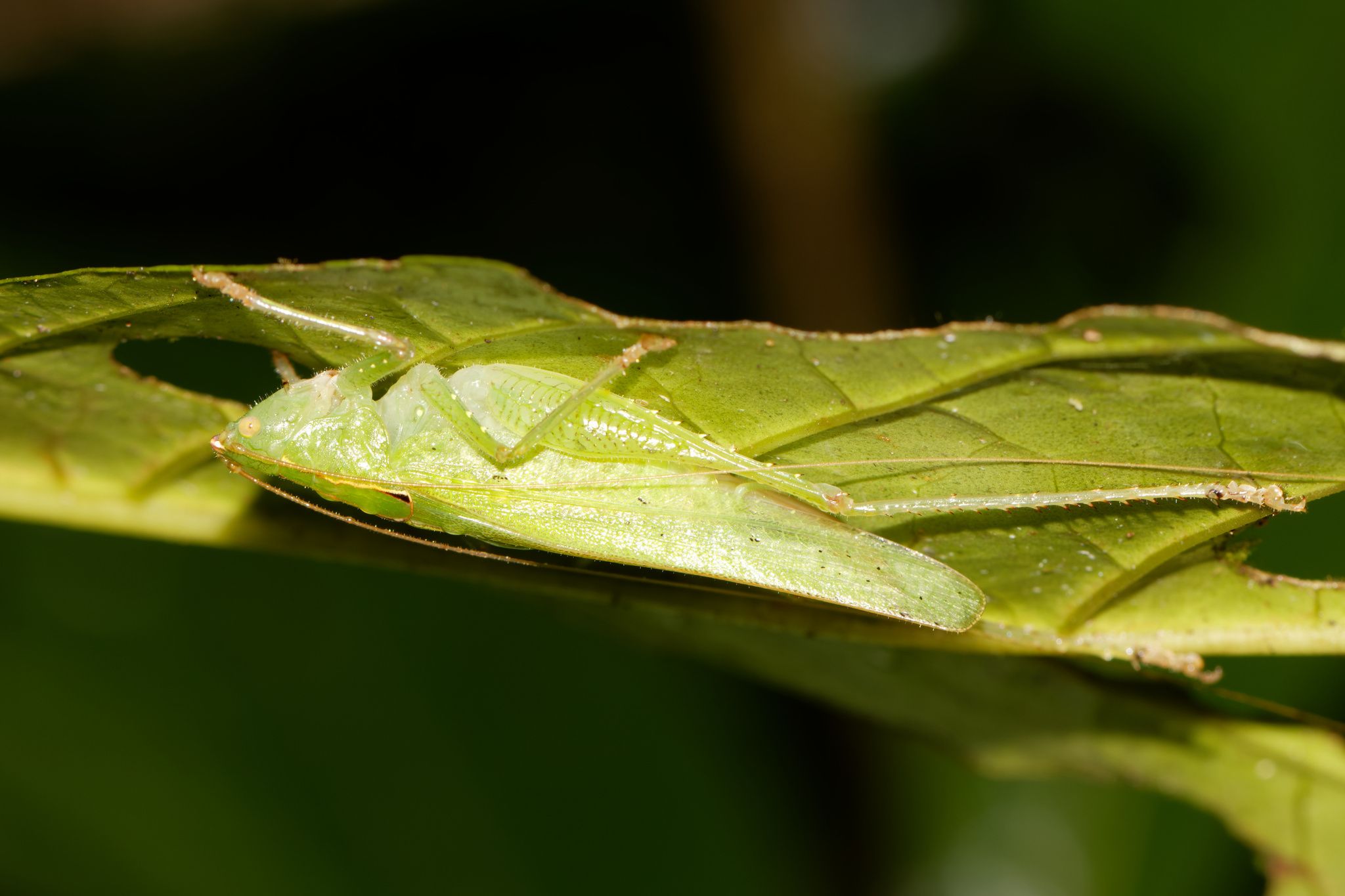 Subria