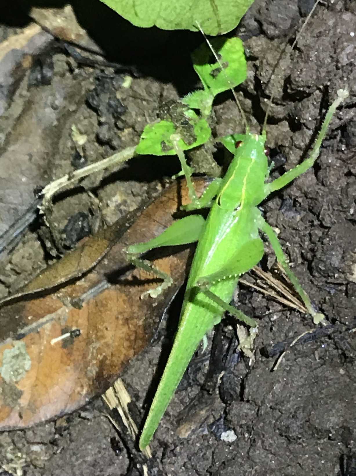 Subria