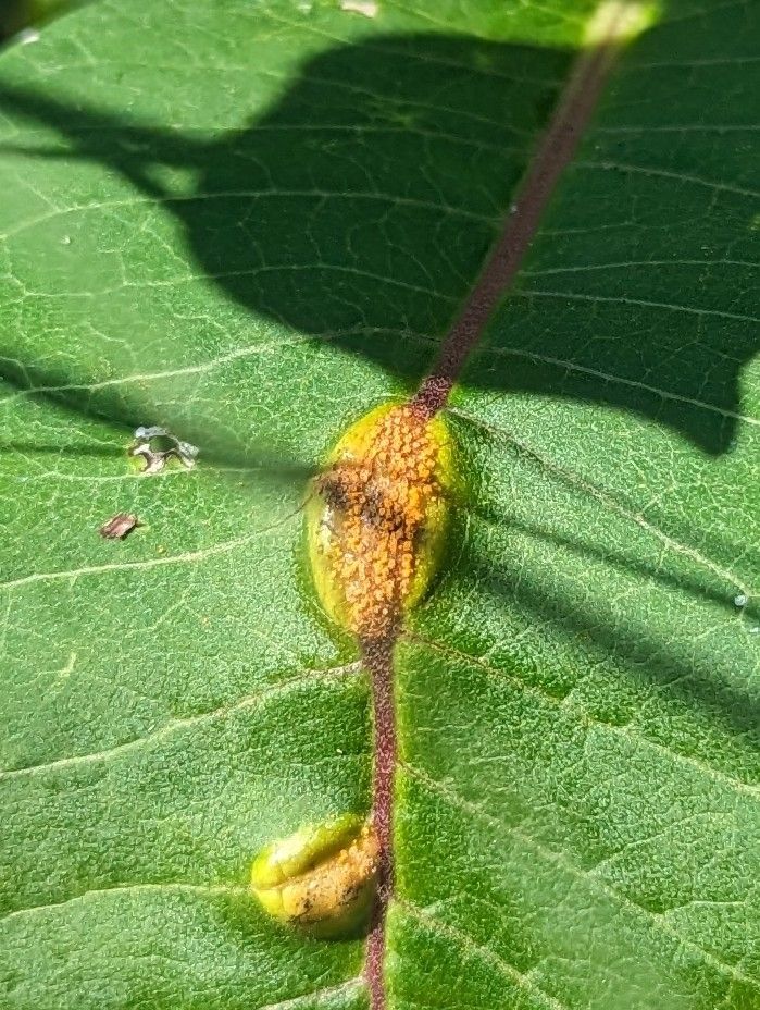 Uromyces asclepiadis