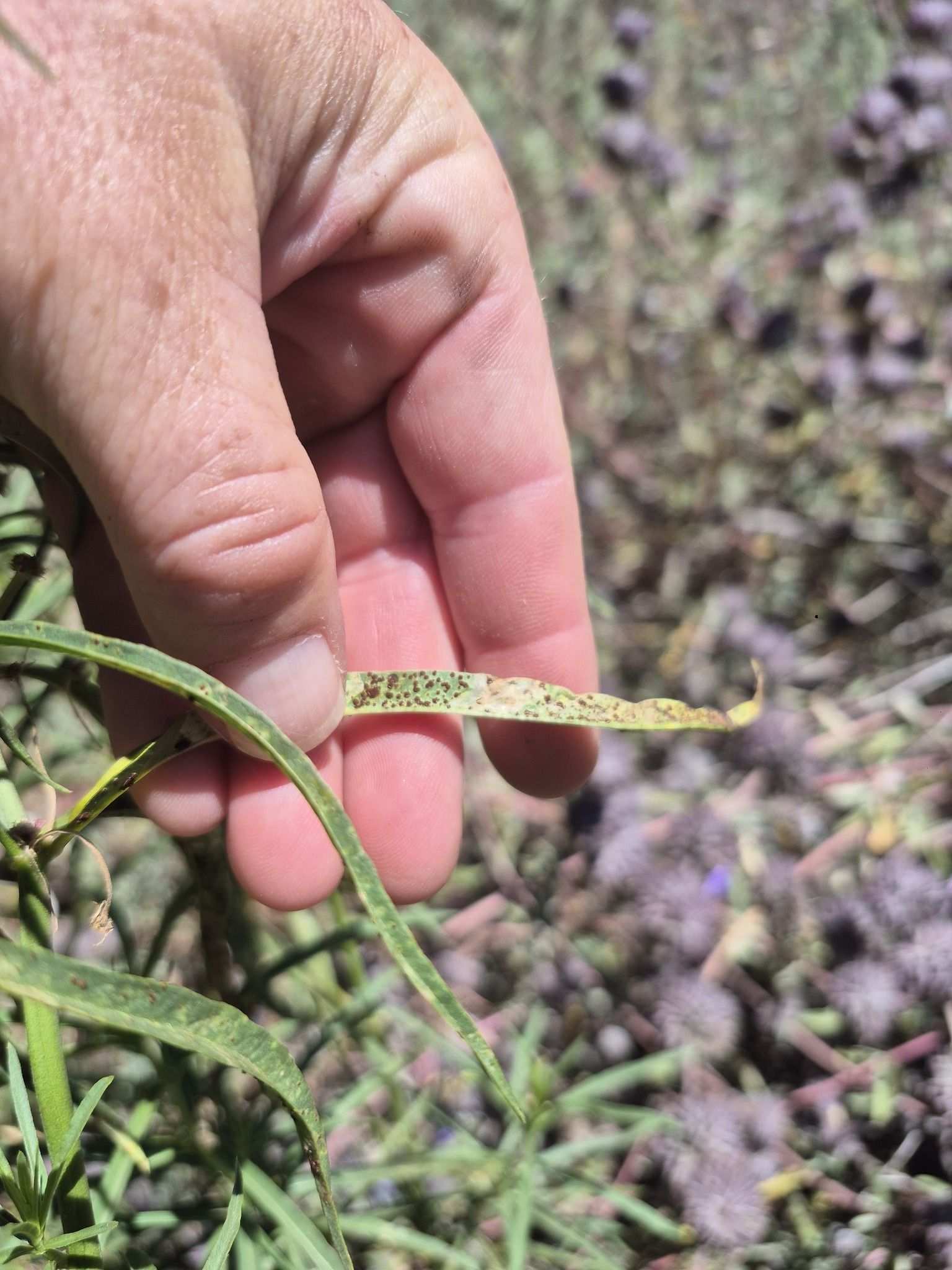 Uromyces asclepiadis