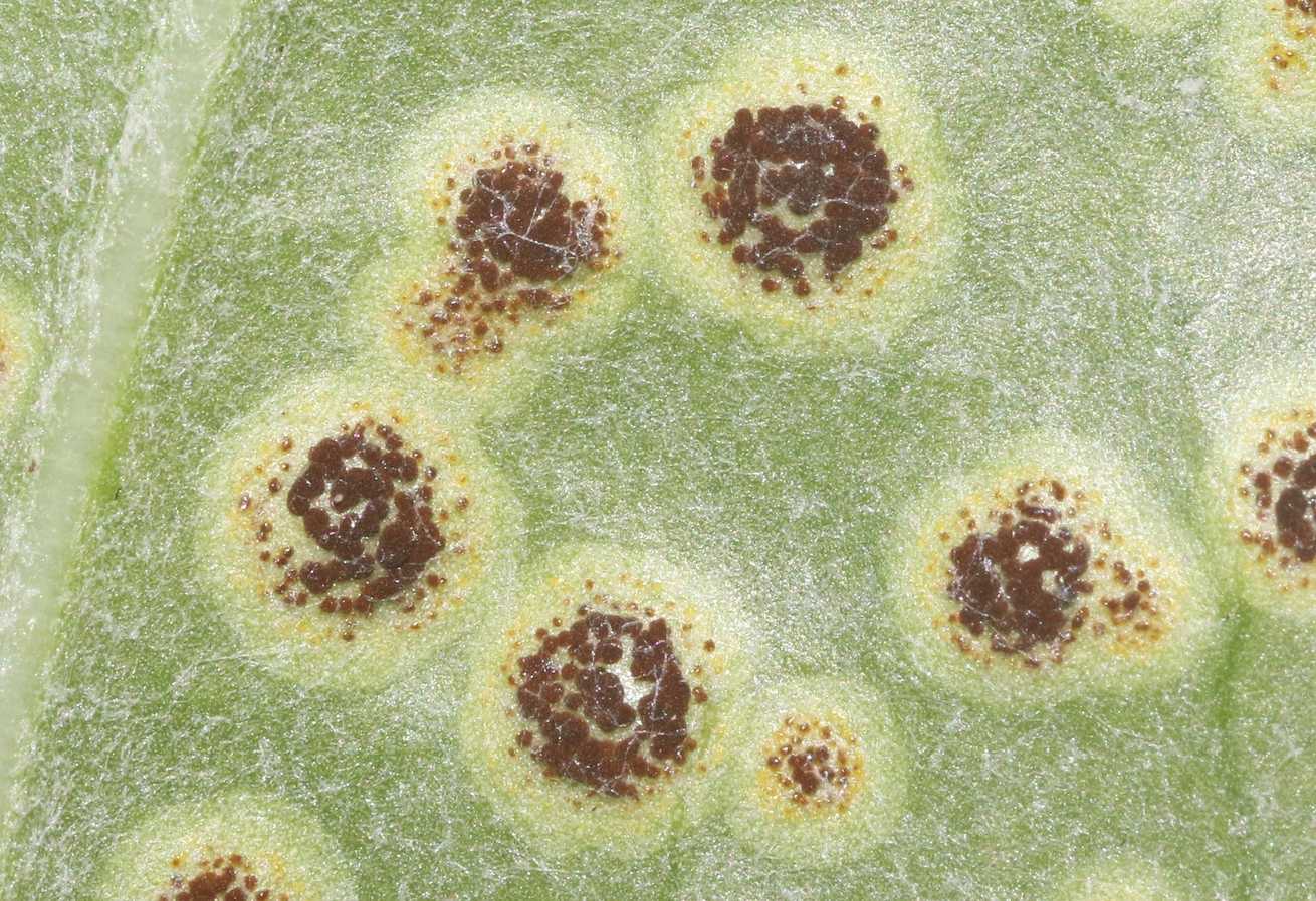 Uromyces asclepiadis