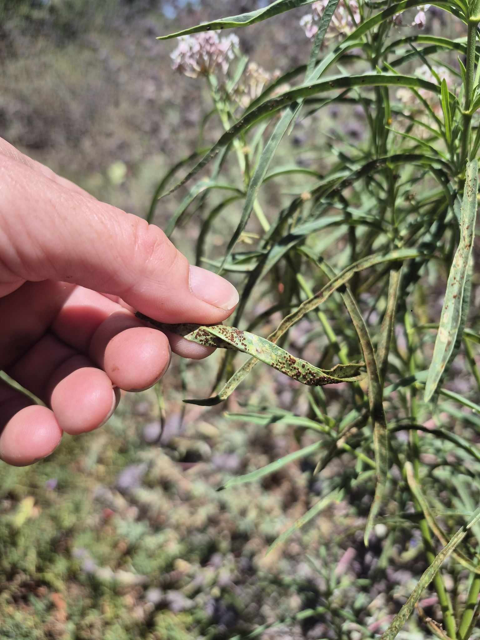 Uromyces asclepiadis