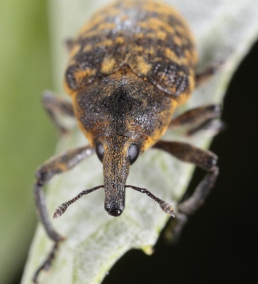 Larinus