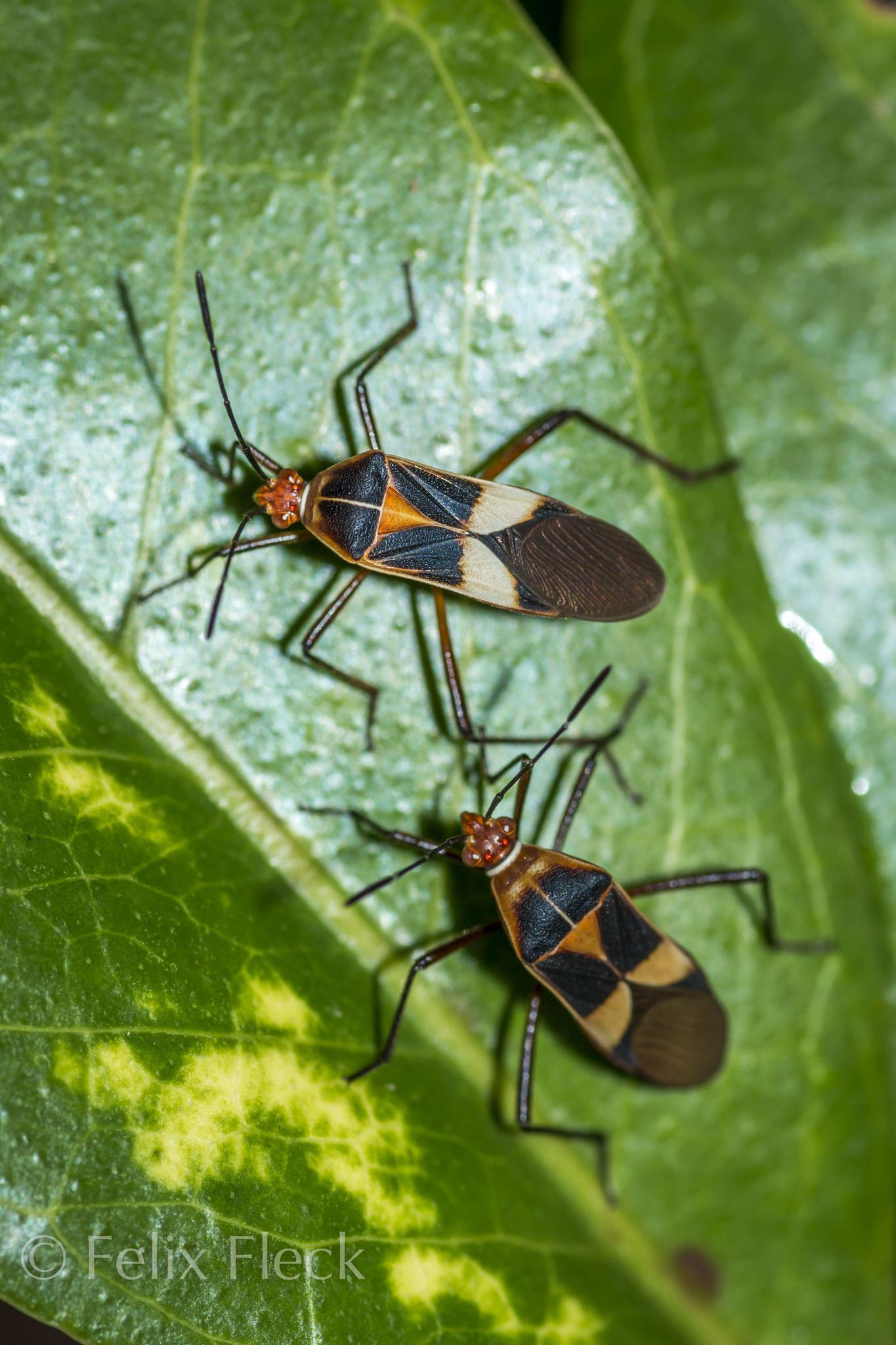 Hypselonotus