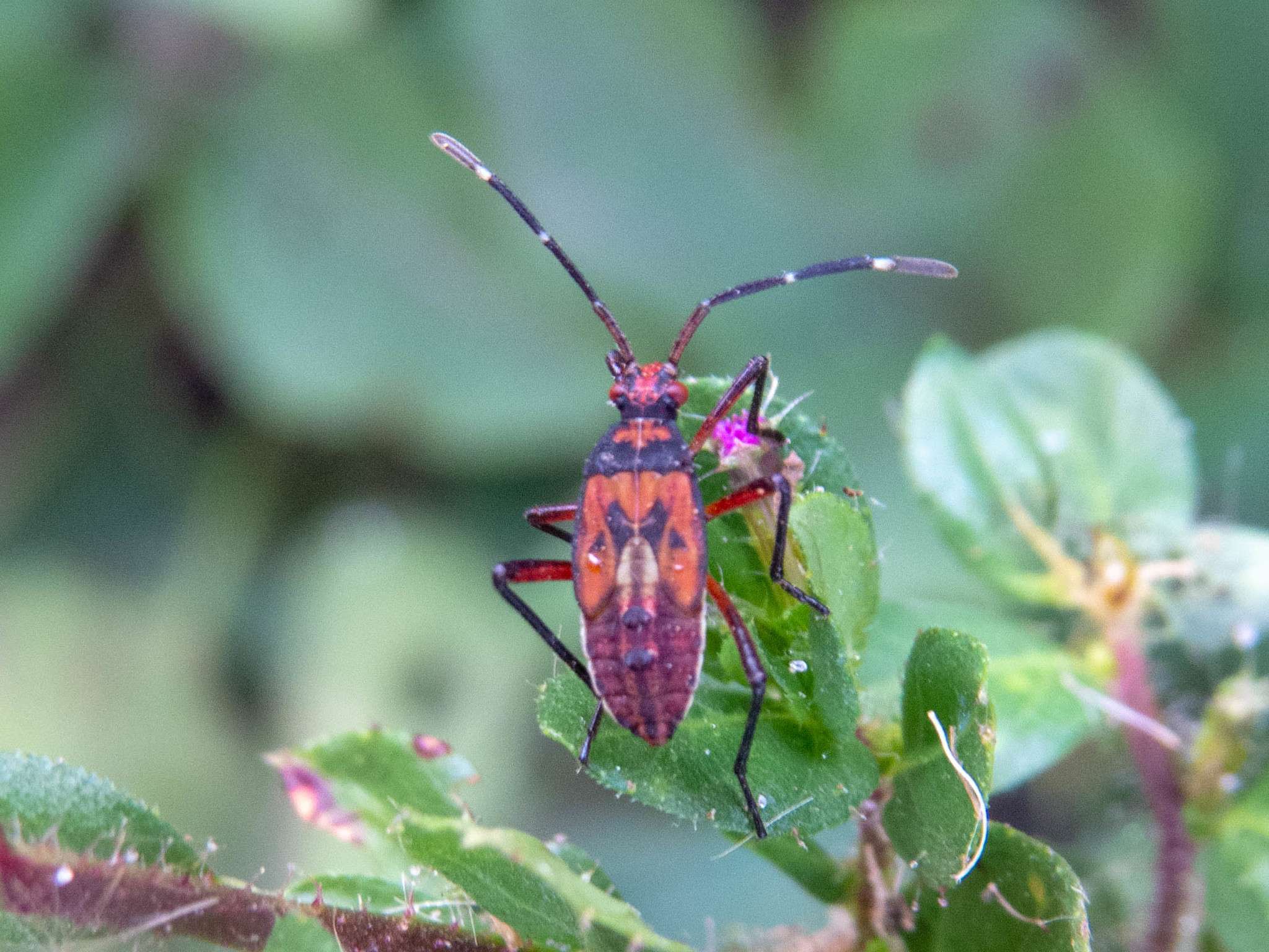 Hypselonotus