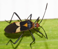 Hypselonotus