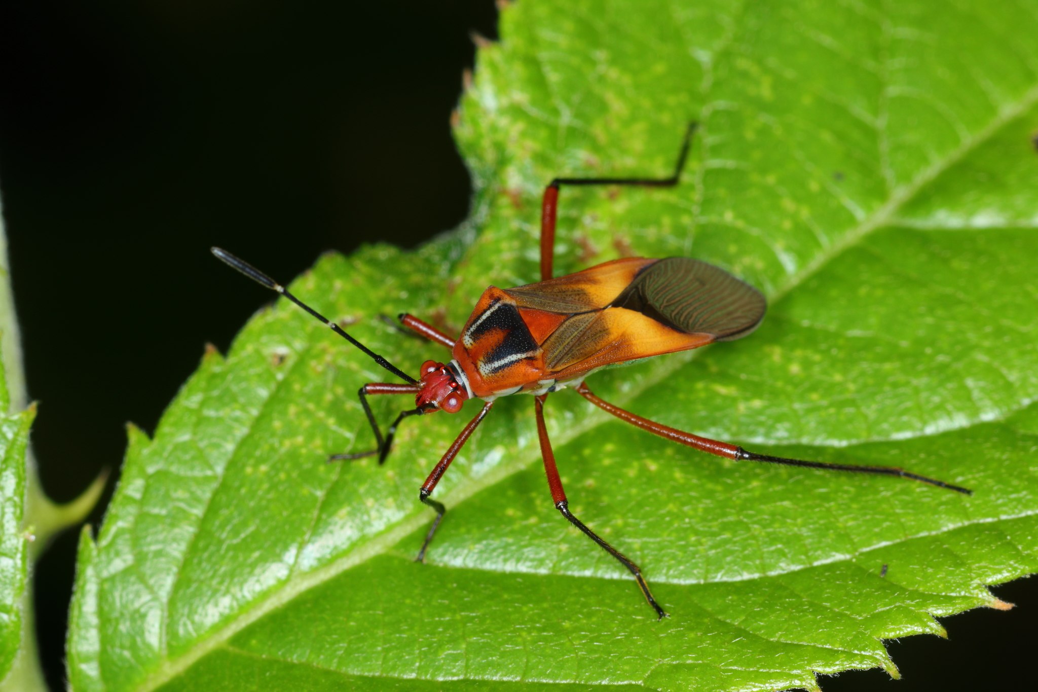 Hypselonotus