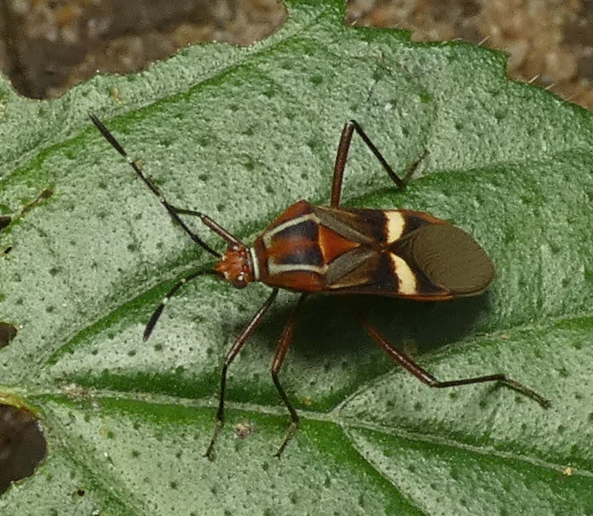 Hypselonotus