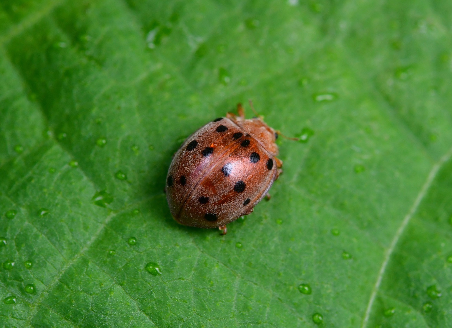 Epilachna varivestis