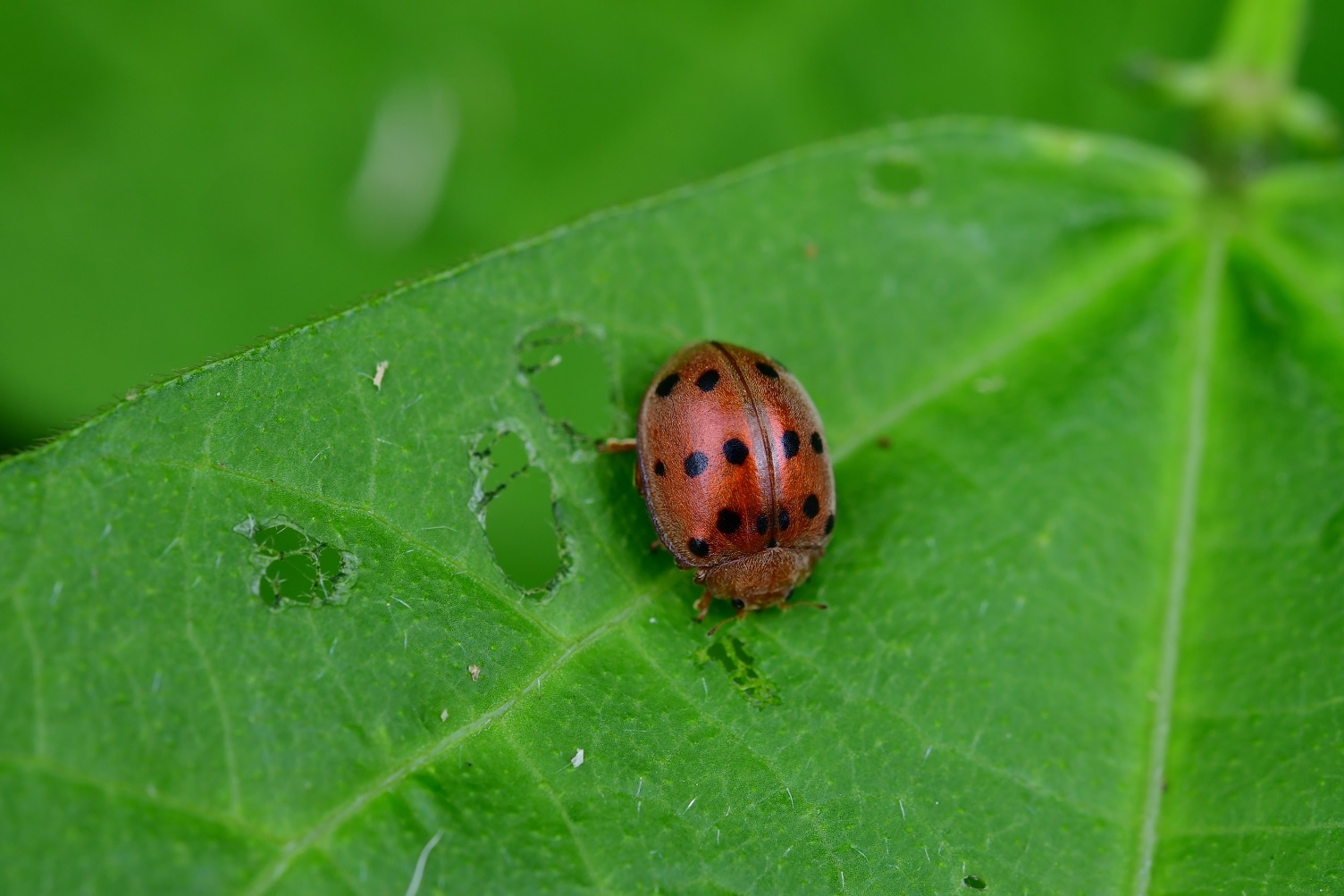 Epilachna varivestis