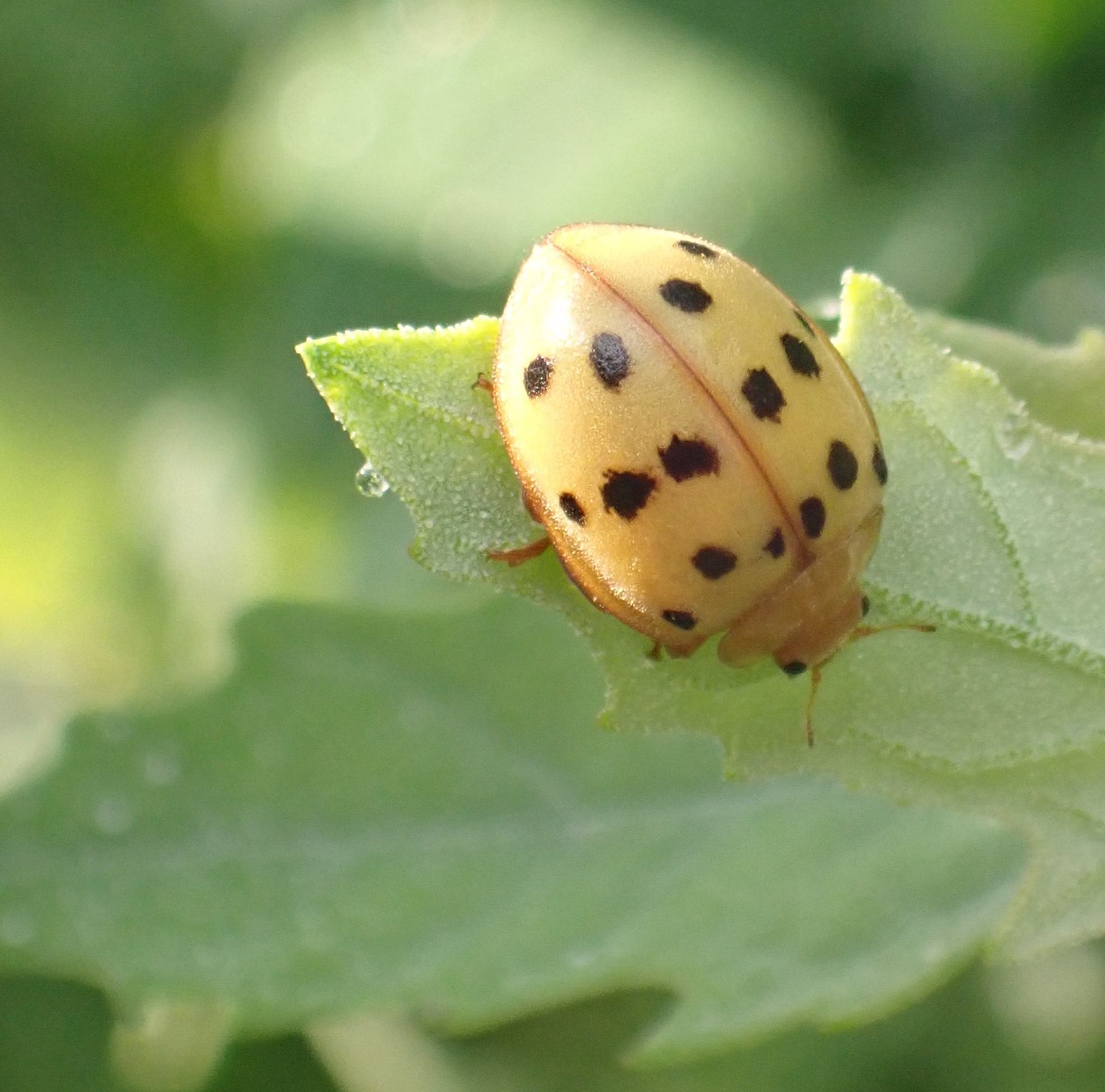 Epilachna varivestis