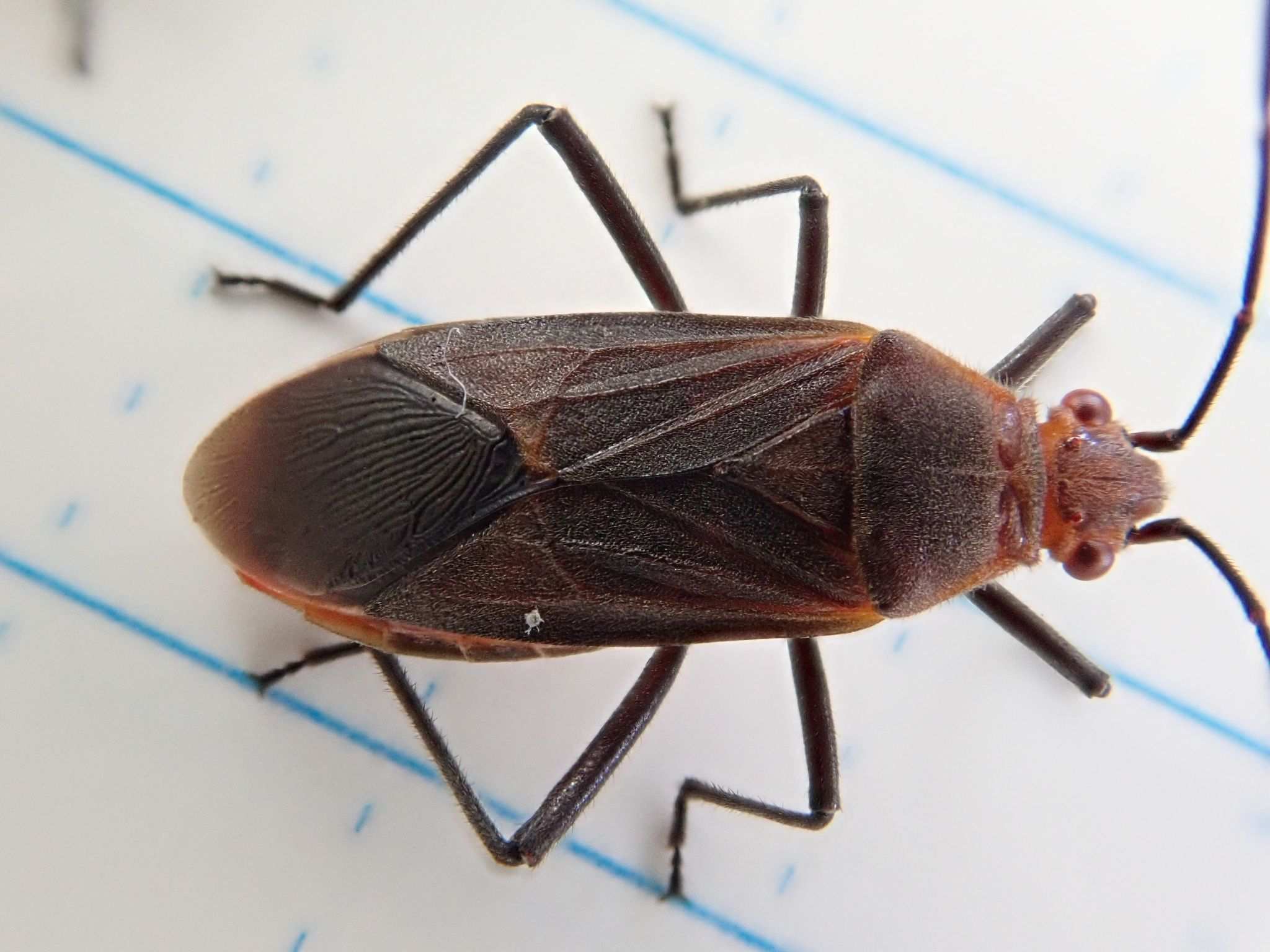 Leptocoris tagalicus