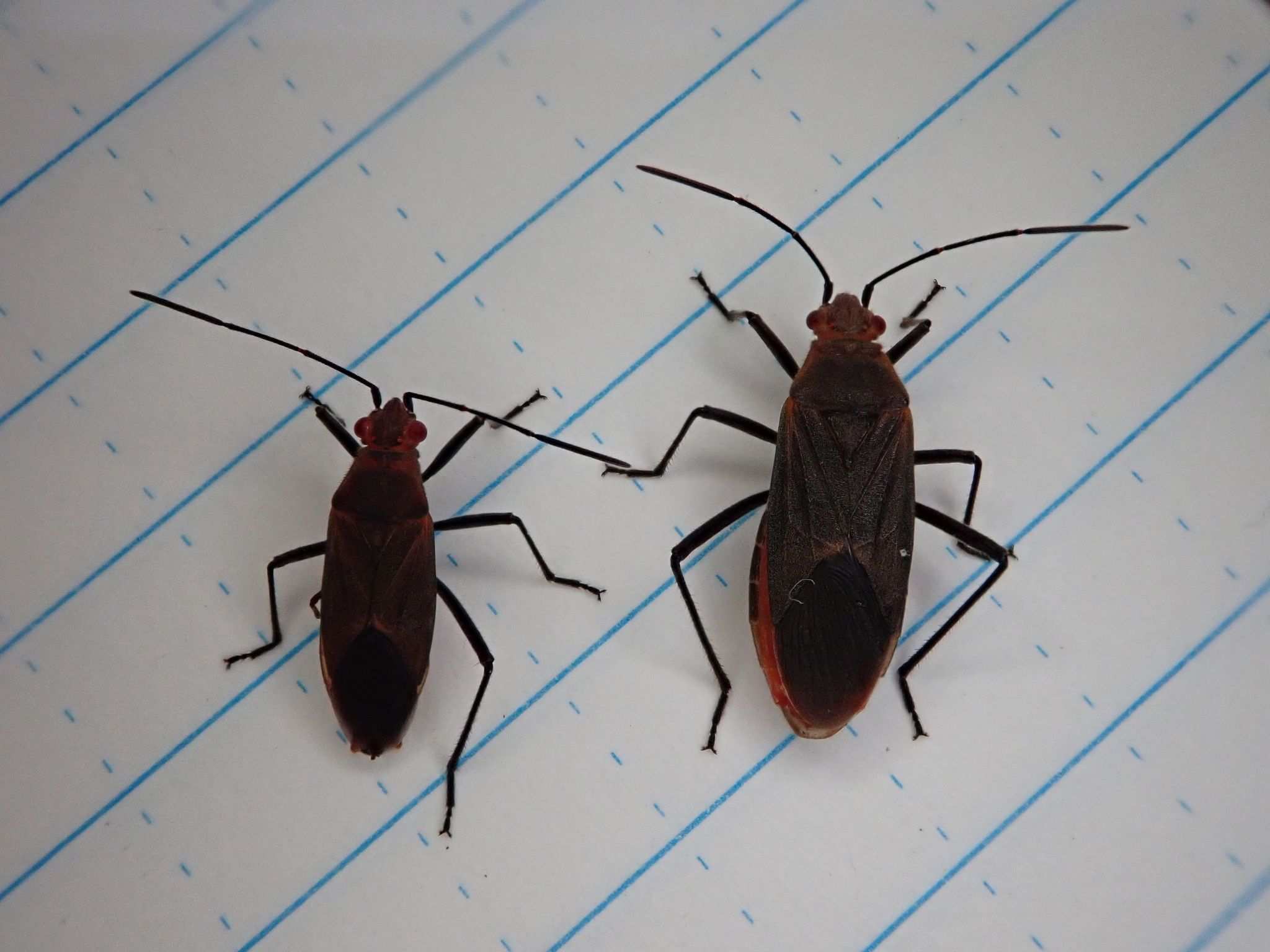 Leptocoris tagalicus