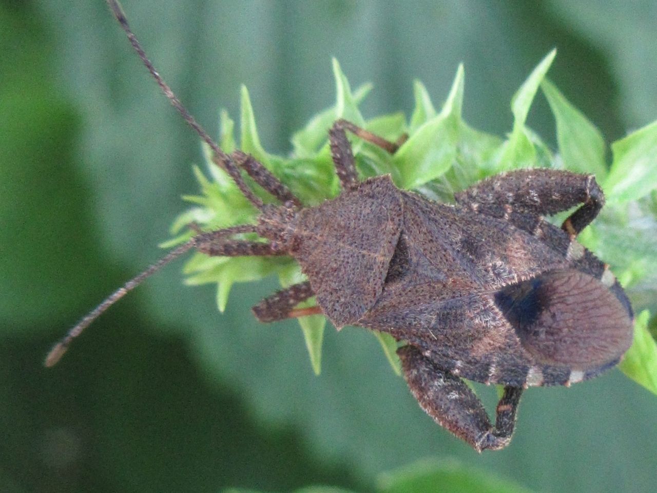 Acanthocoris sordidus