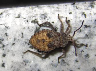 Acanthocoris sordidus