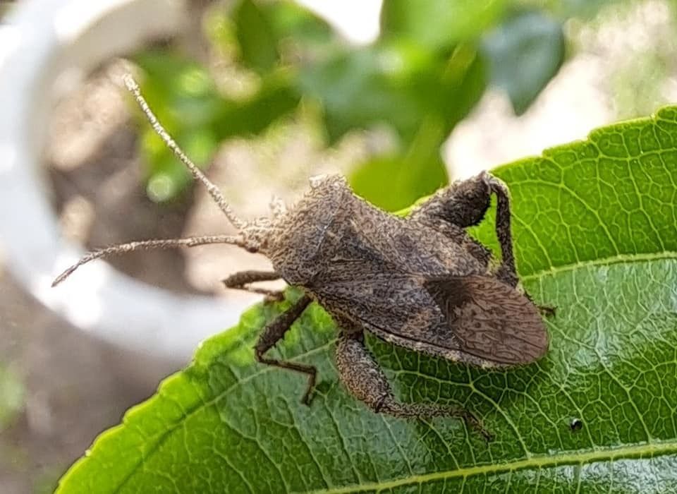 Acanthocoris sordidus
