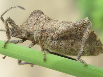 Acanthocoris sordidus