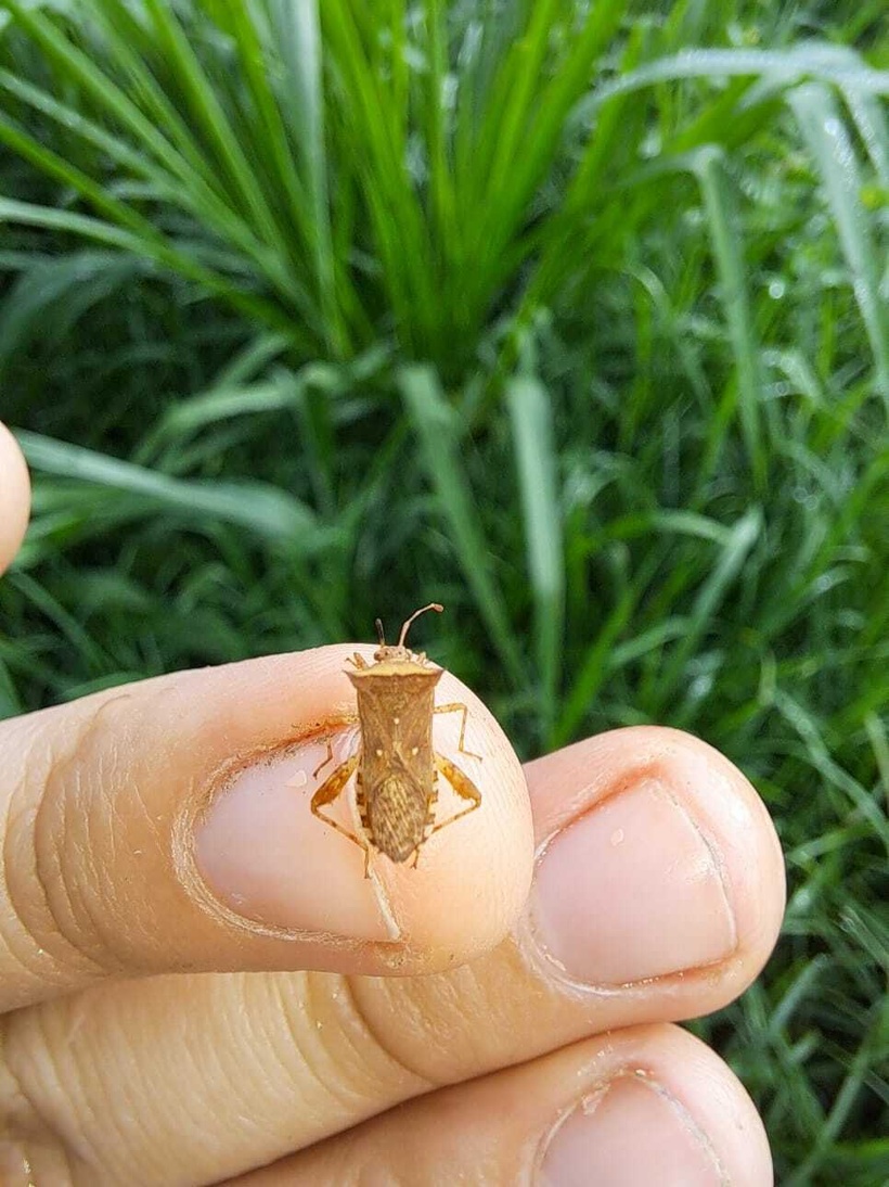 Zicca