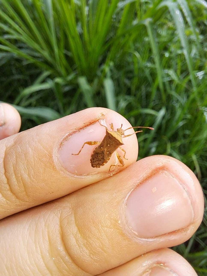 Zicca