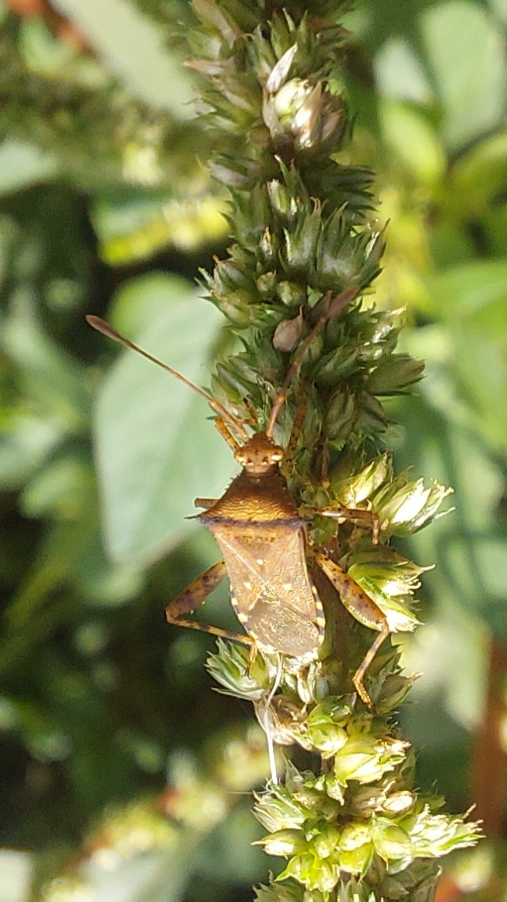 Zicca