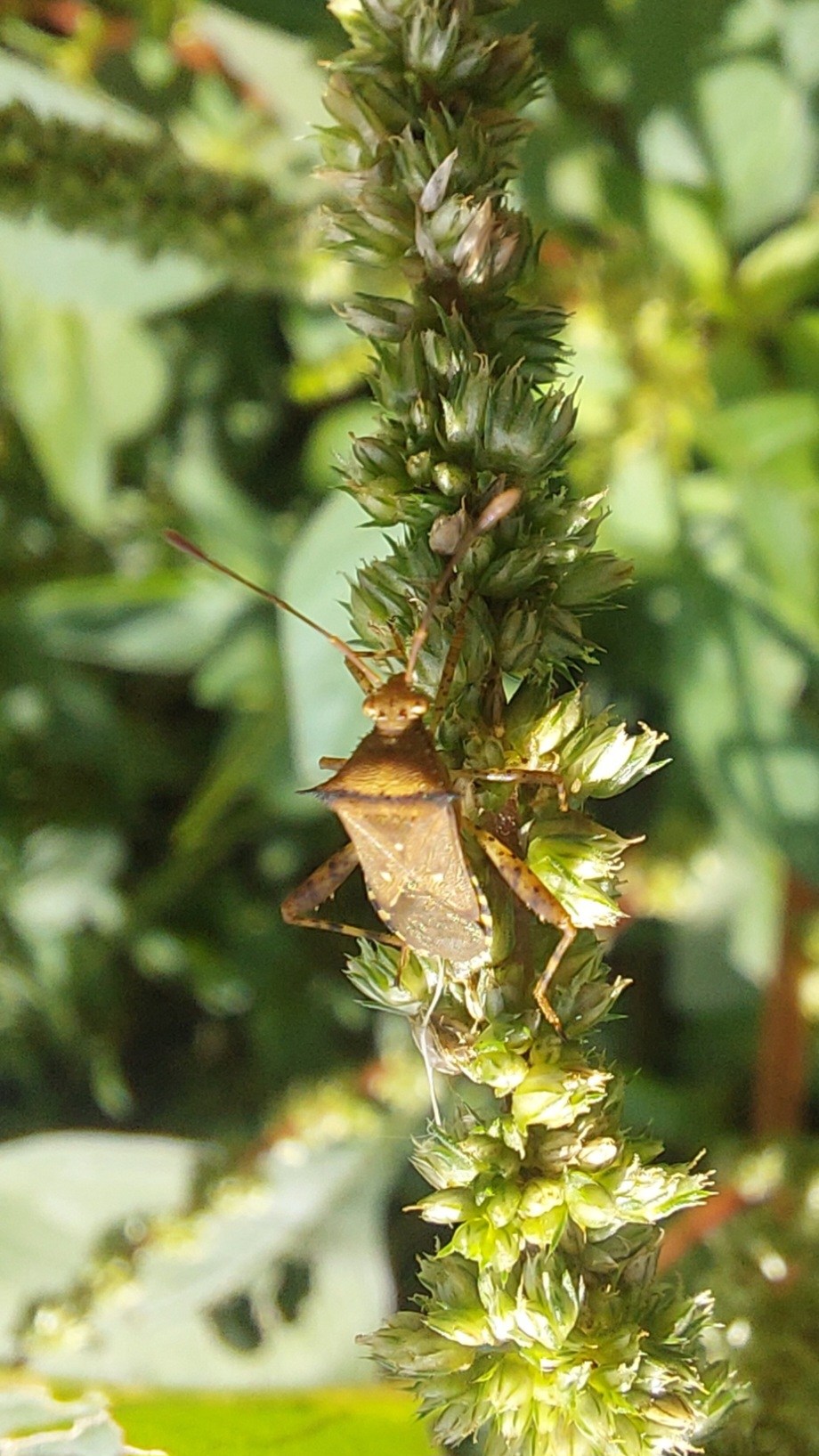 Zicca