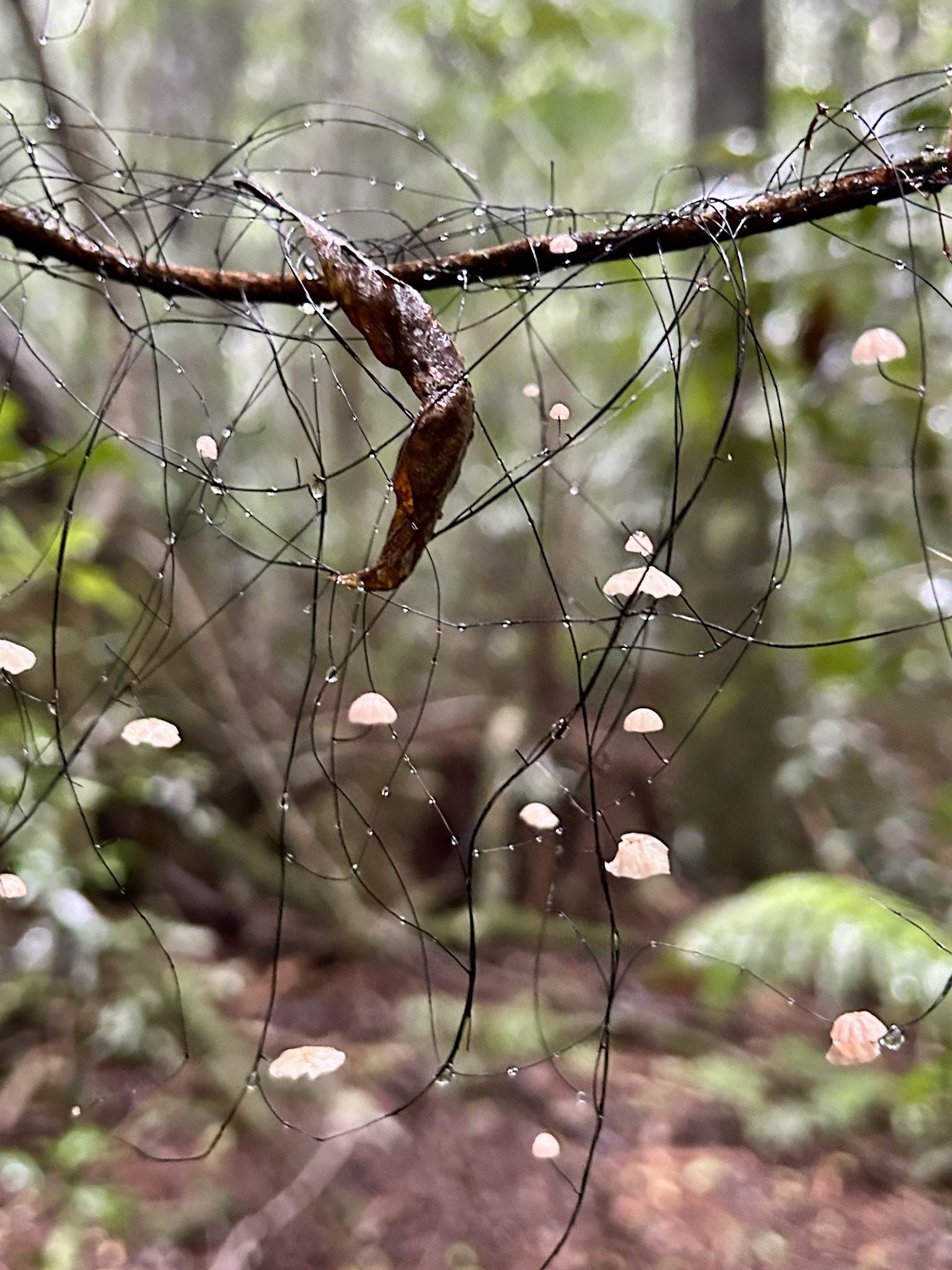 Marasmius crinis-equi