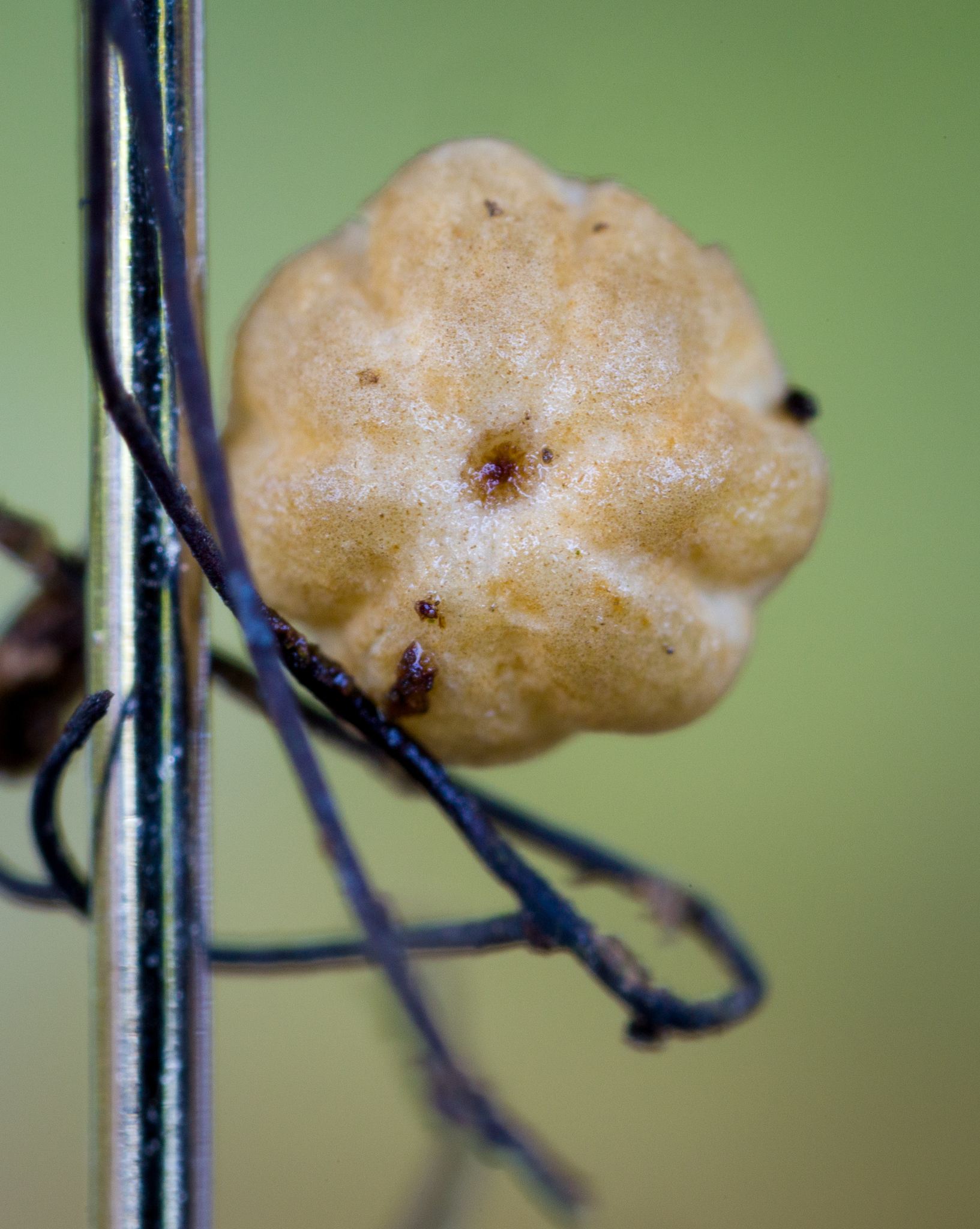 Marasmius crinis-equi