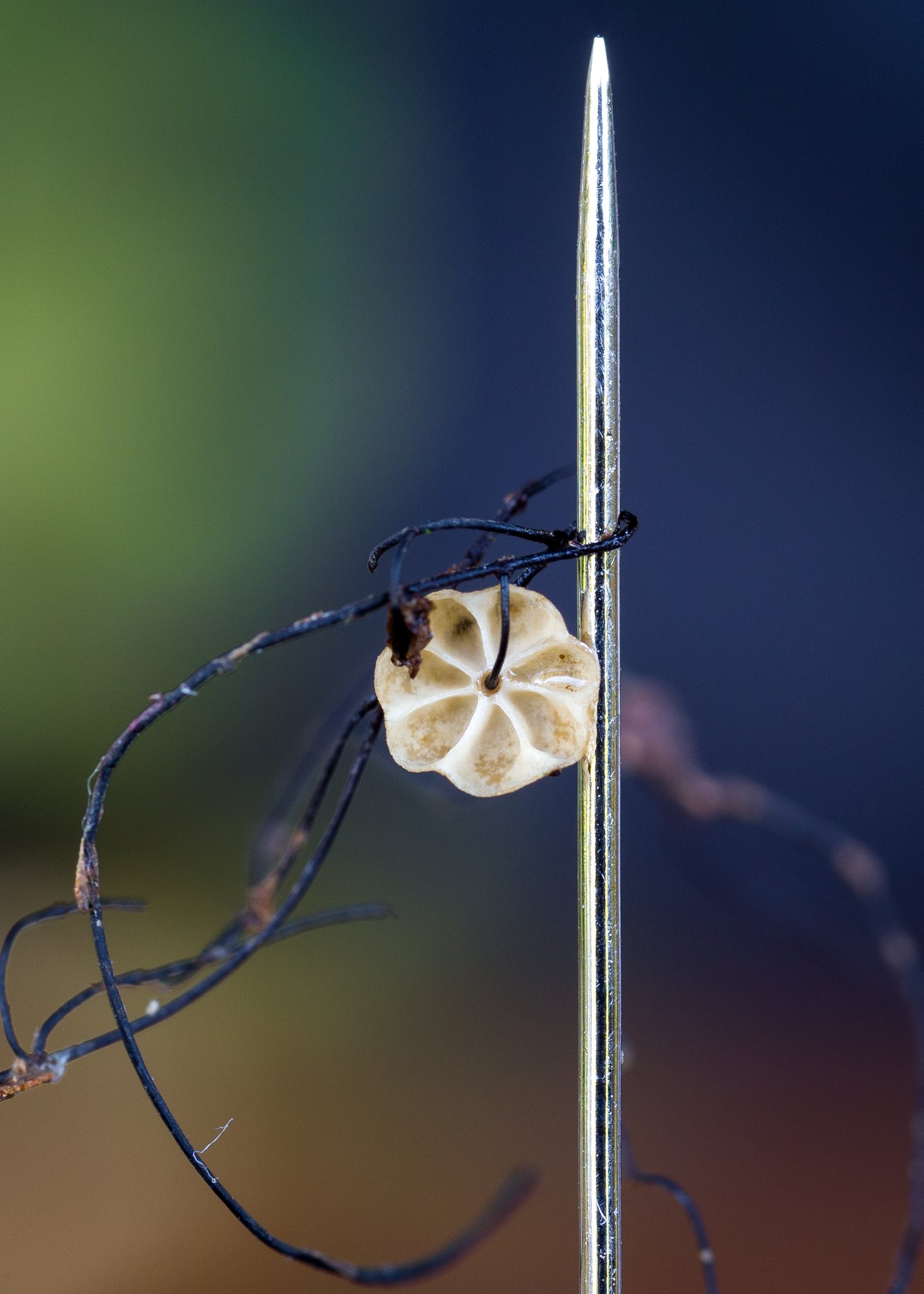 Marasmius crinis-equi