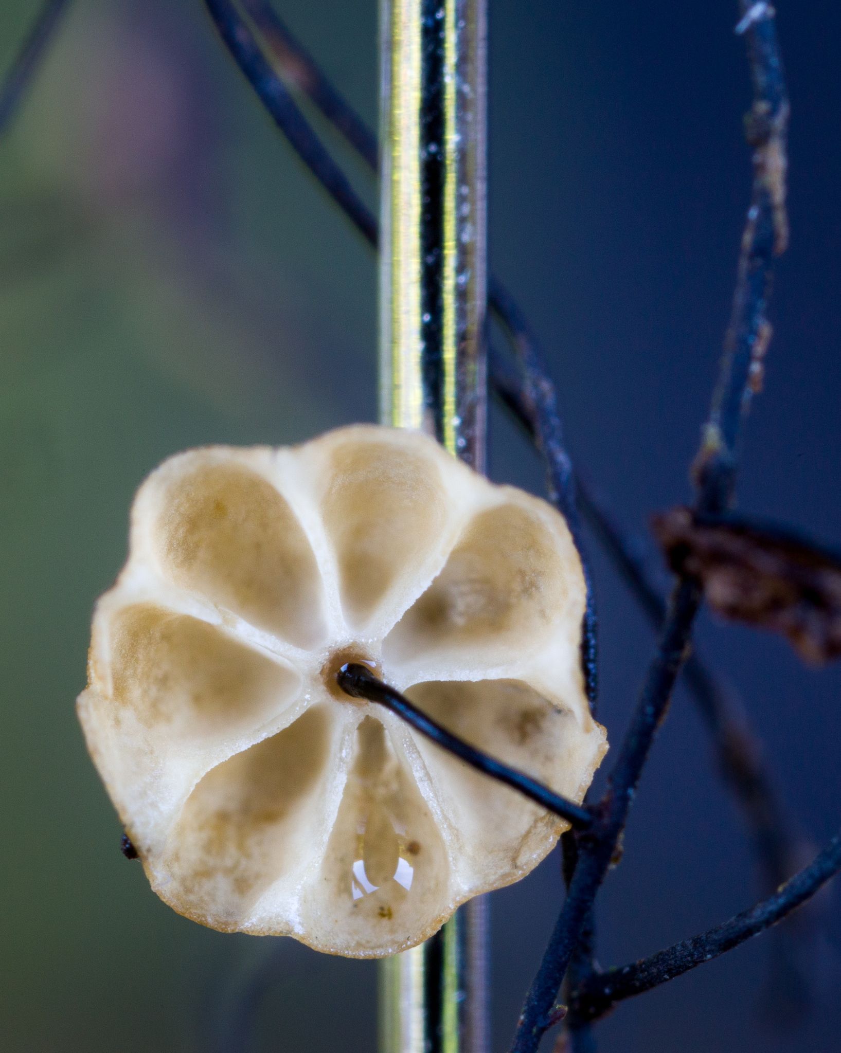 Marasmius crinis-equi