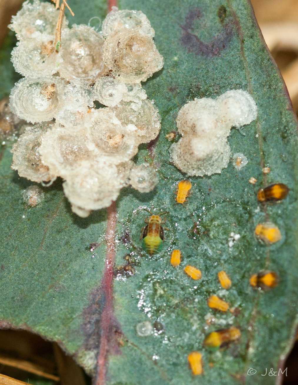 Glycaspis brimblecombei