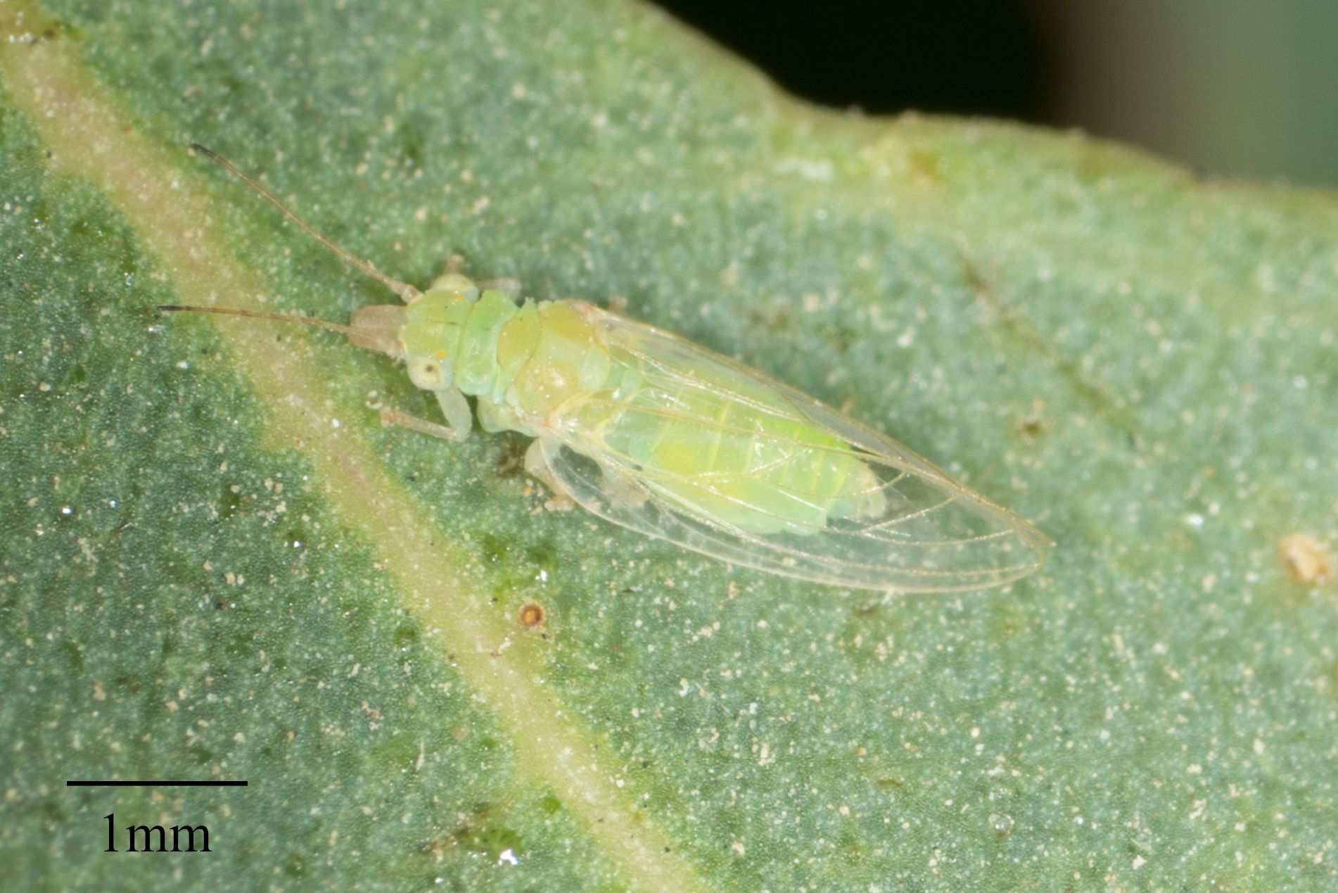 Glycaspis brimblecombei