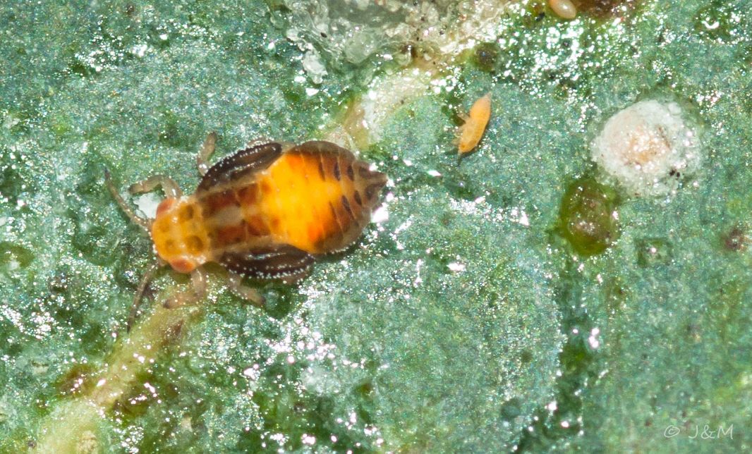 Glycaspis brimblecombei