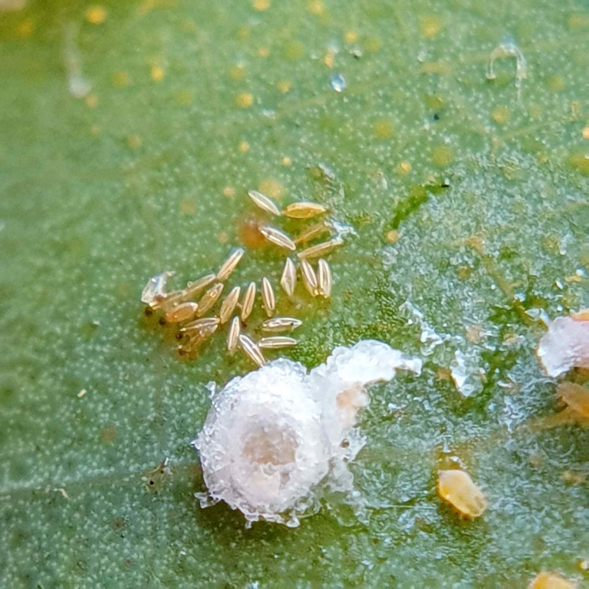 Glycaspis brimblecombei