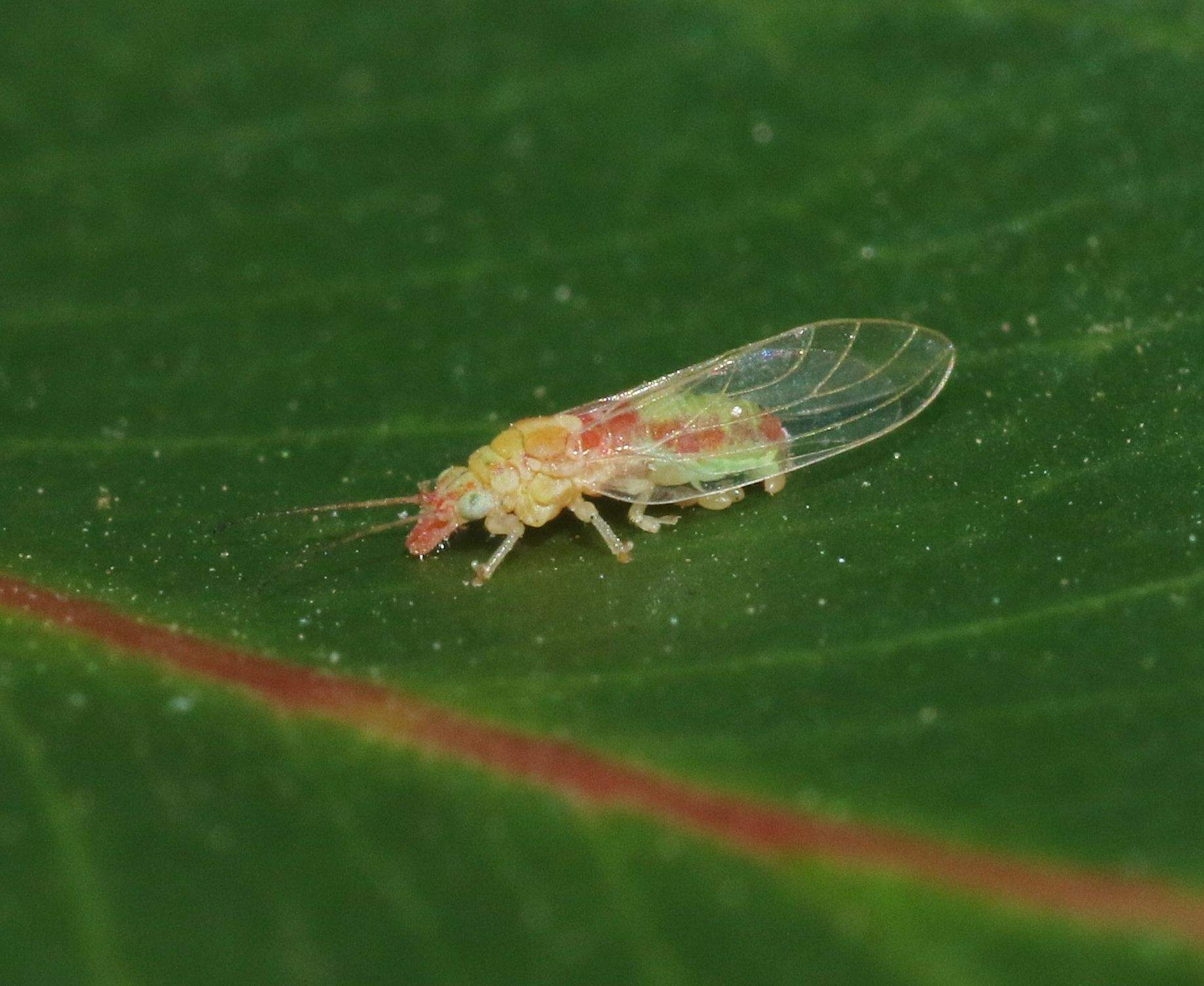 Glycaspis brimblecombei