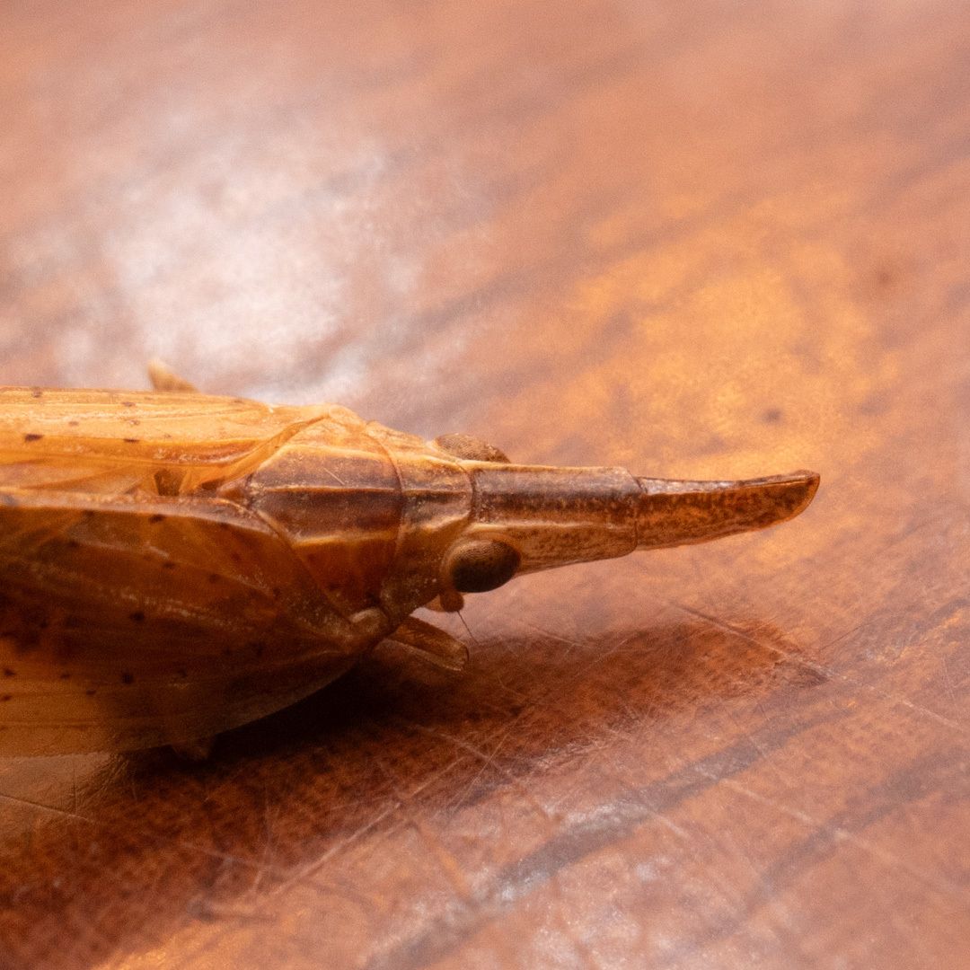 Pyrilla perpusilla