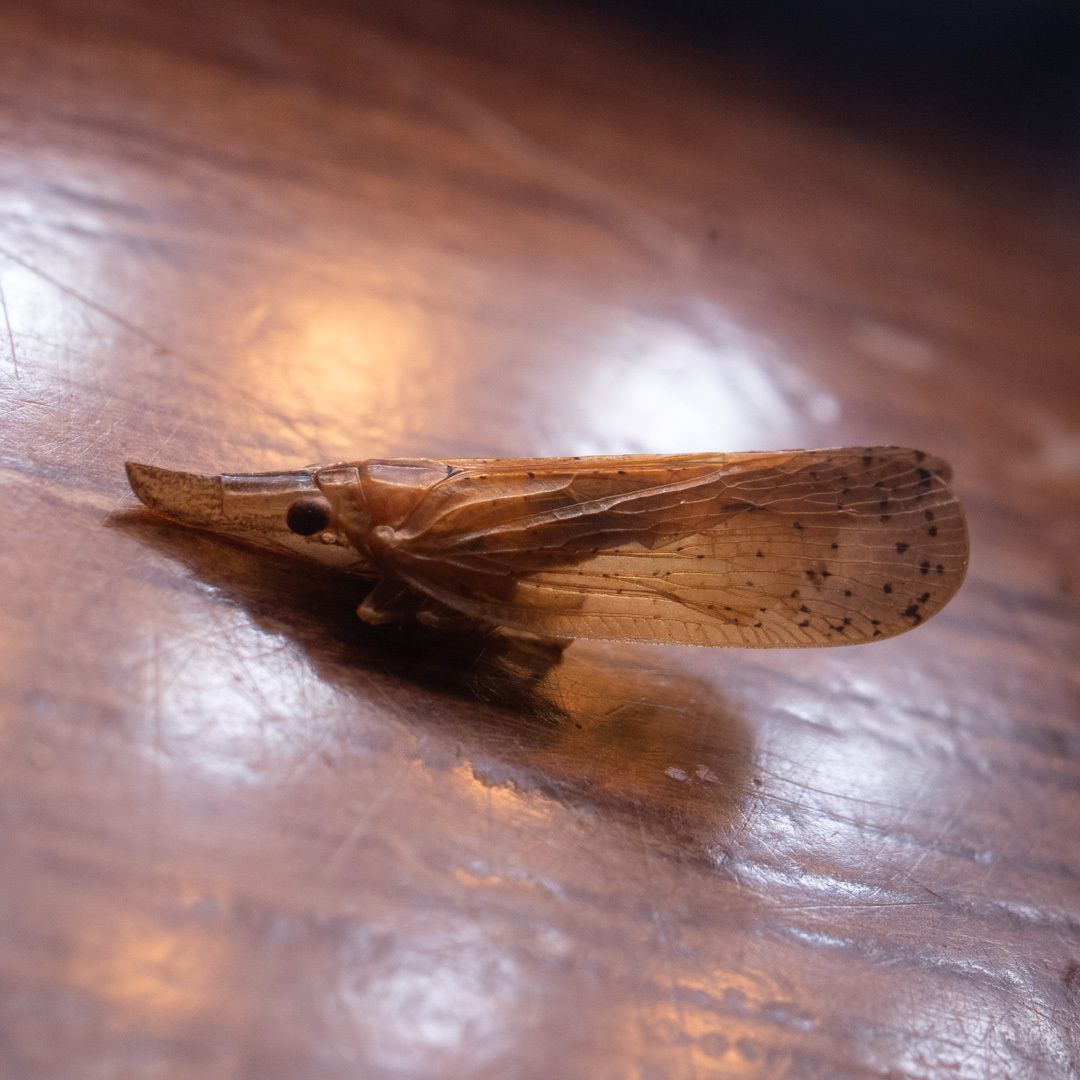 Pyrilla perpusilla
