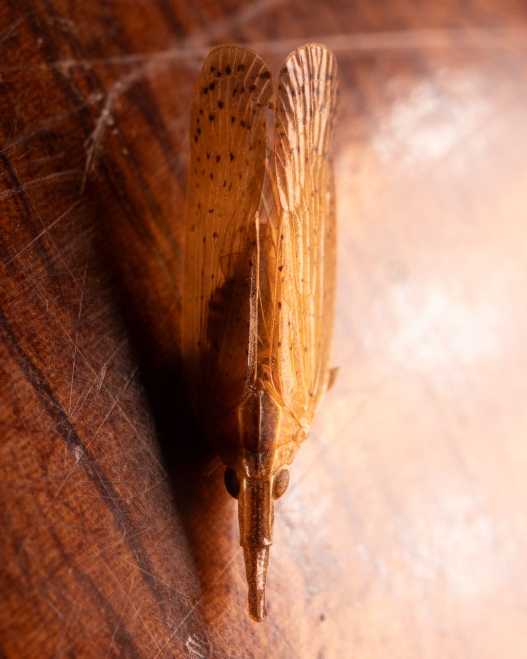Pyrilla perpusilla