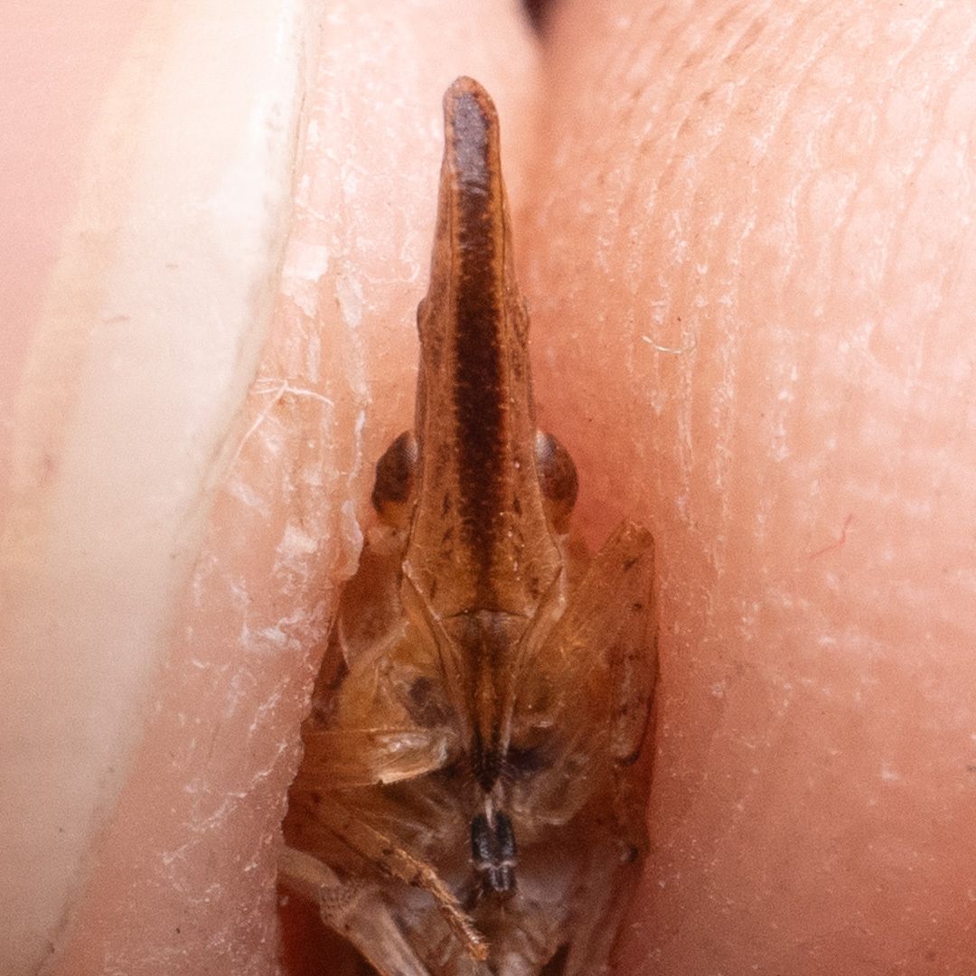 Pyrilla perpusilla
