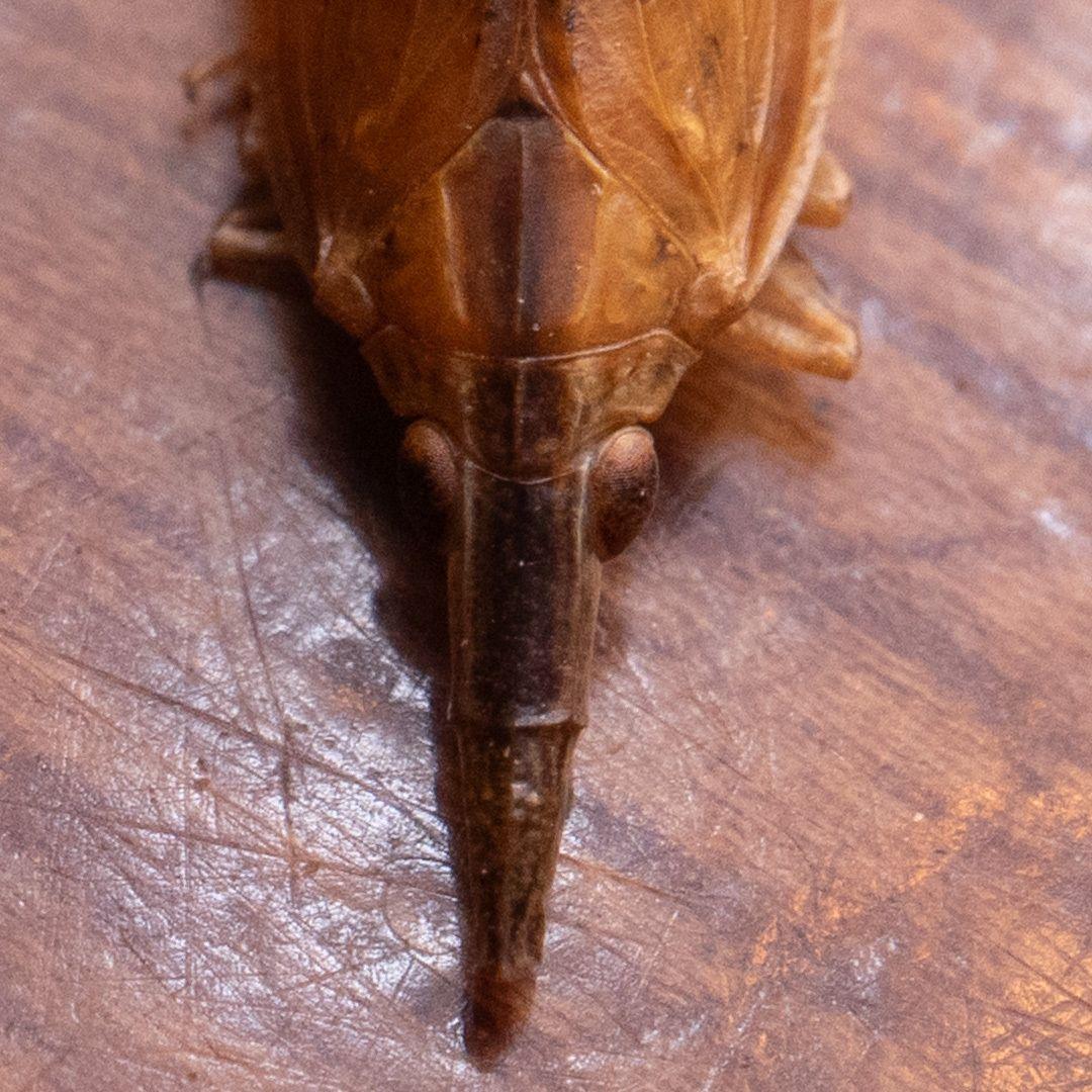 Pyrilla perpusilla