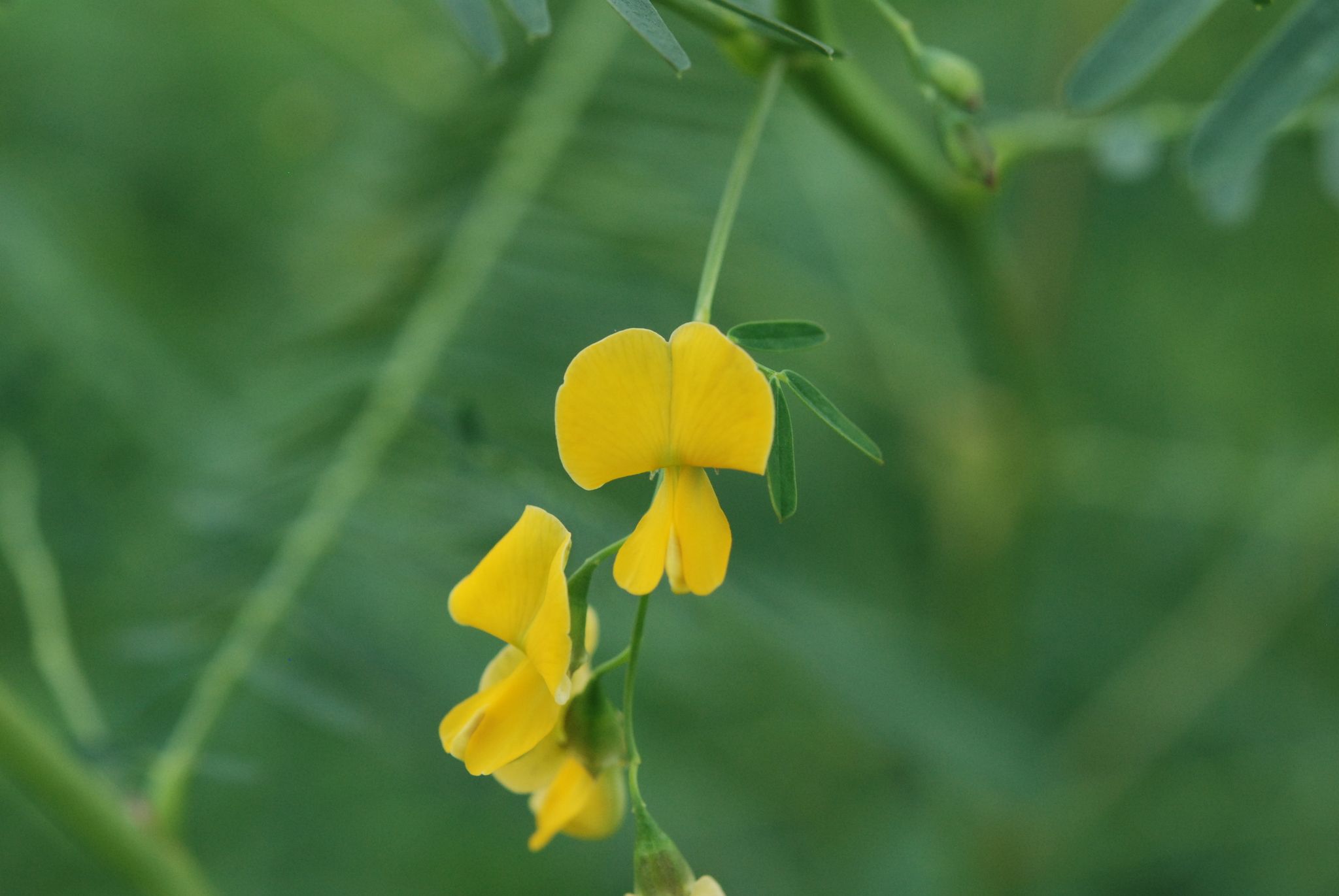 Sesbania cannabina