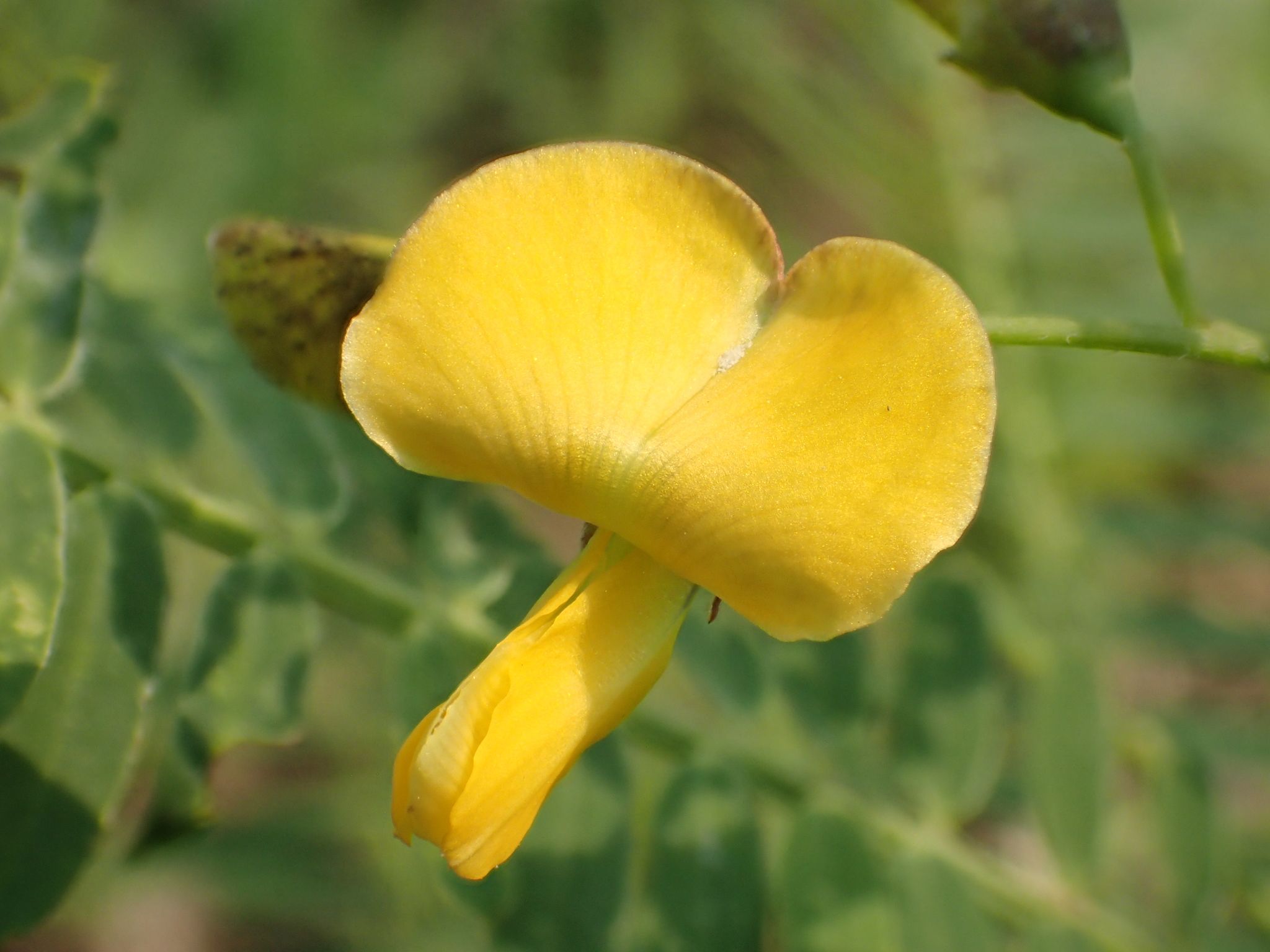Sesbania cannabina