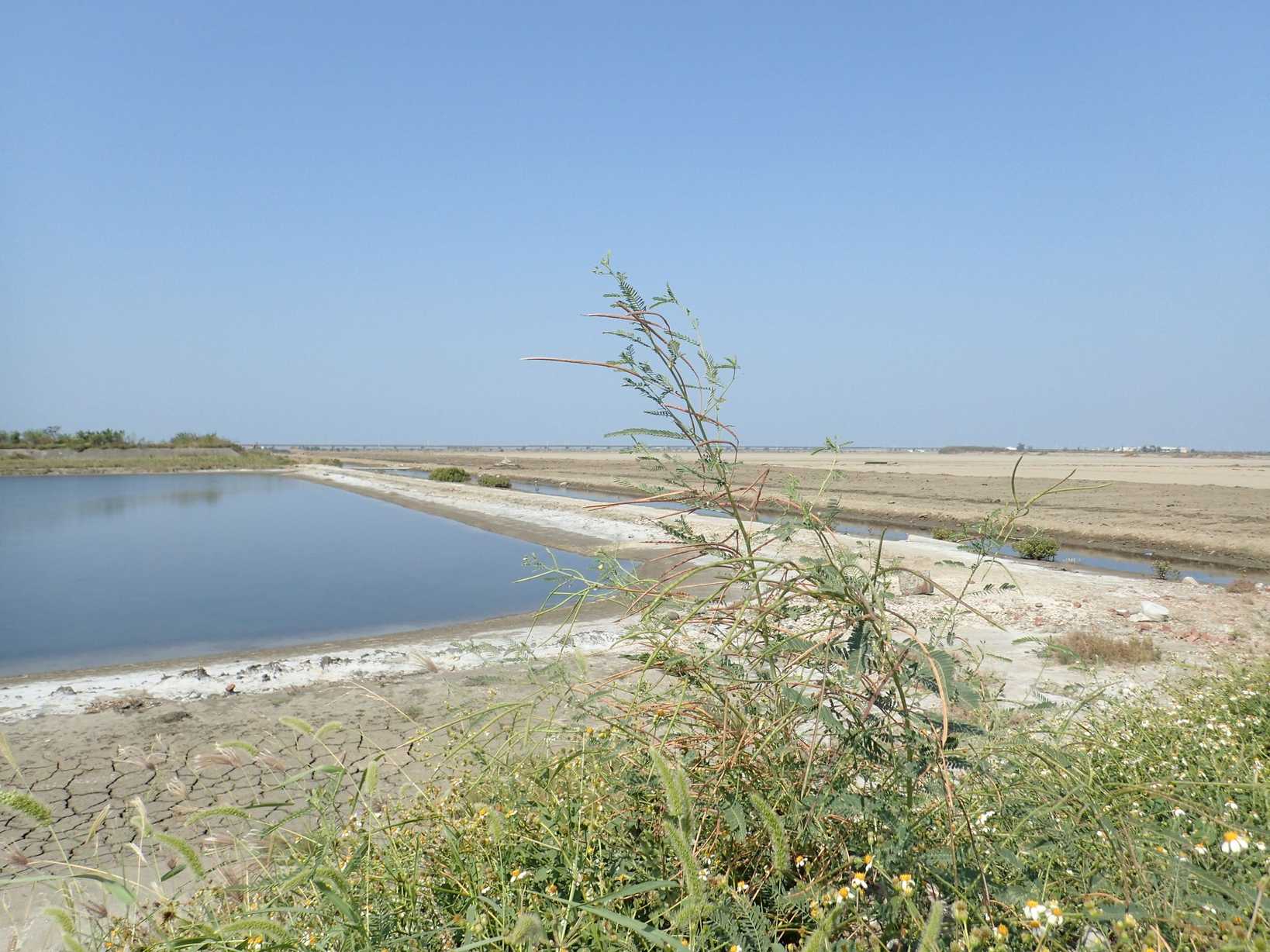 Sesbania cannabina