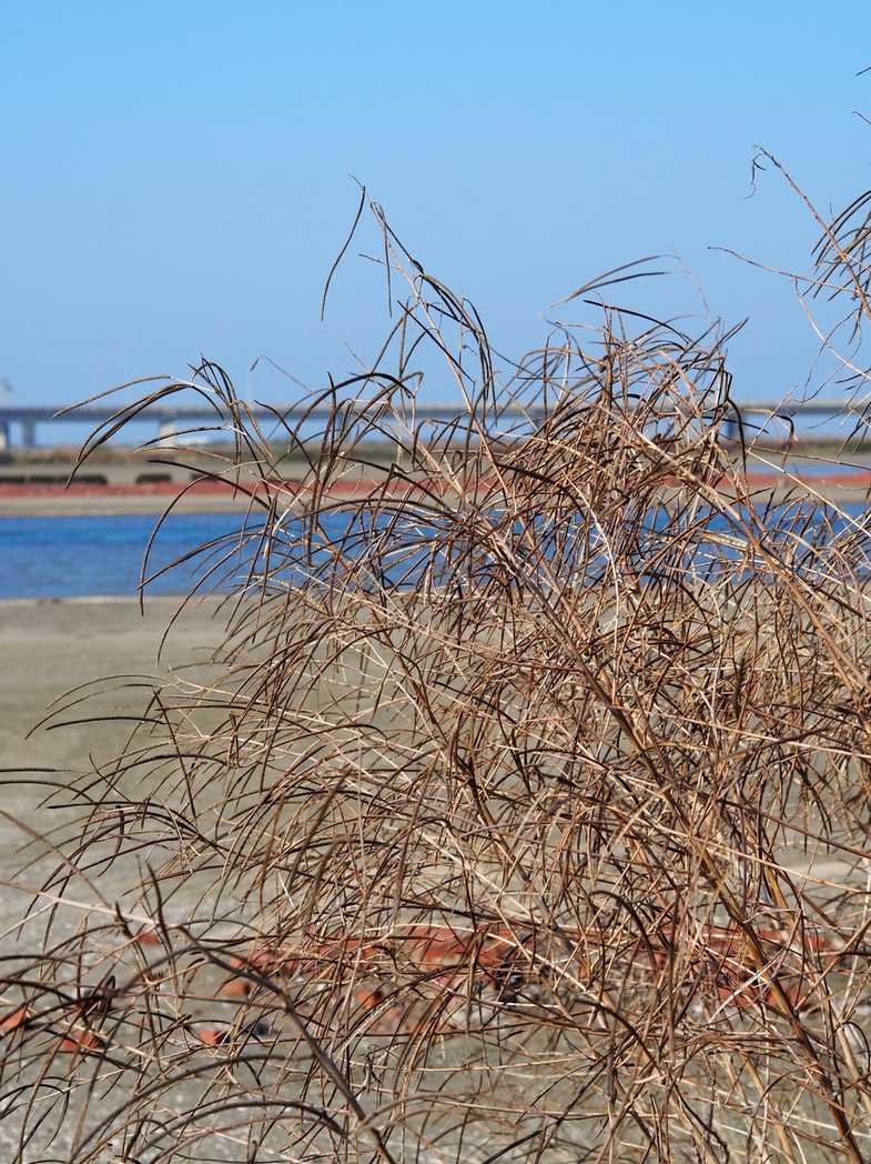 Sesbania cannabina